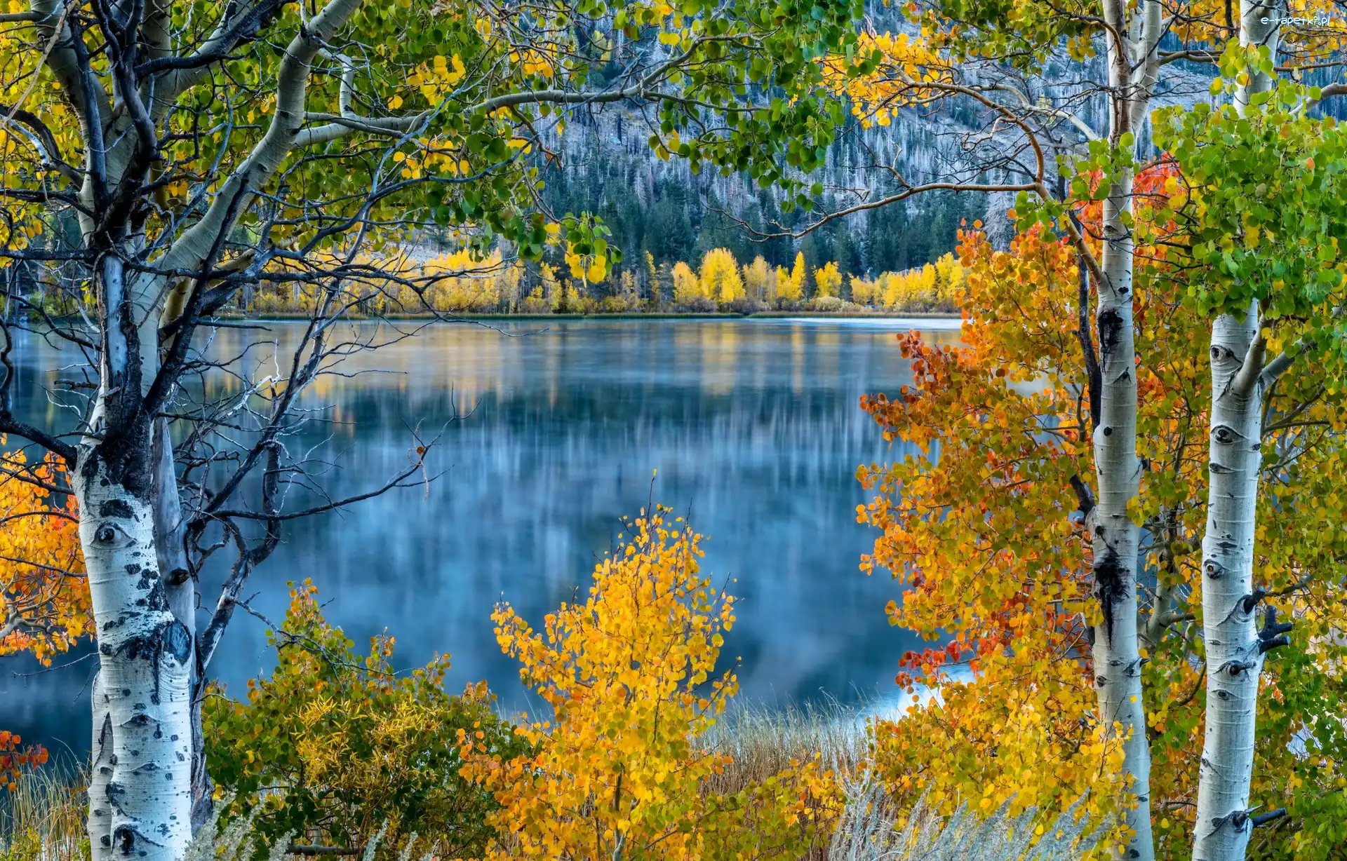 Jesień, Jezioro June Lake, Topole osikowe, Drzewa, Kalifornia, Stany Zjednoczone