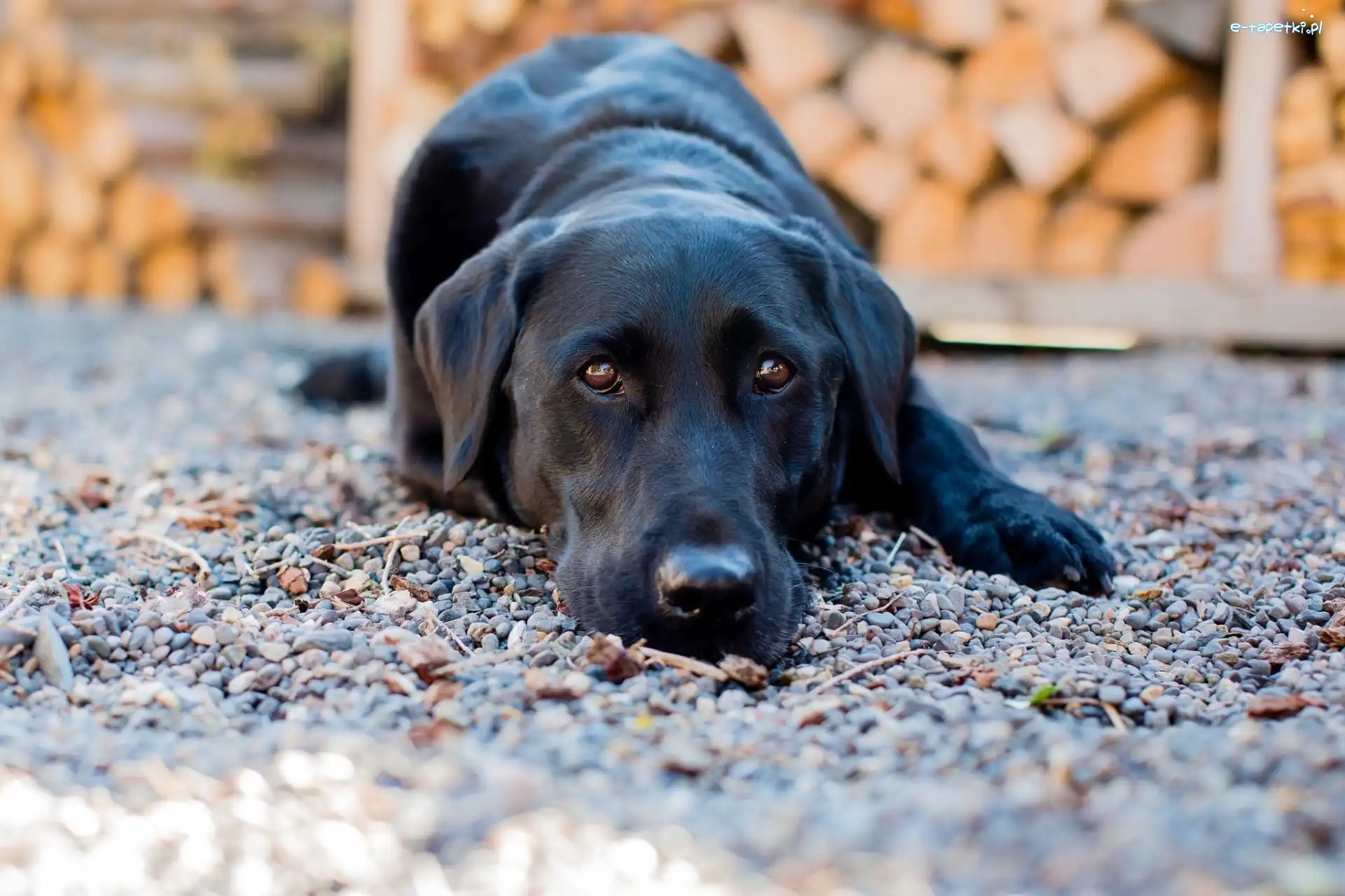 Labrador retriever, Czarny, Pies