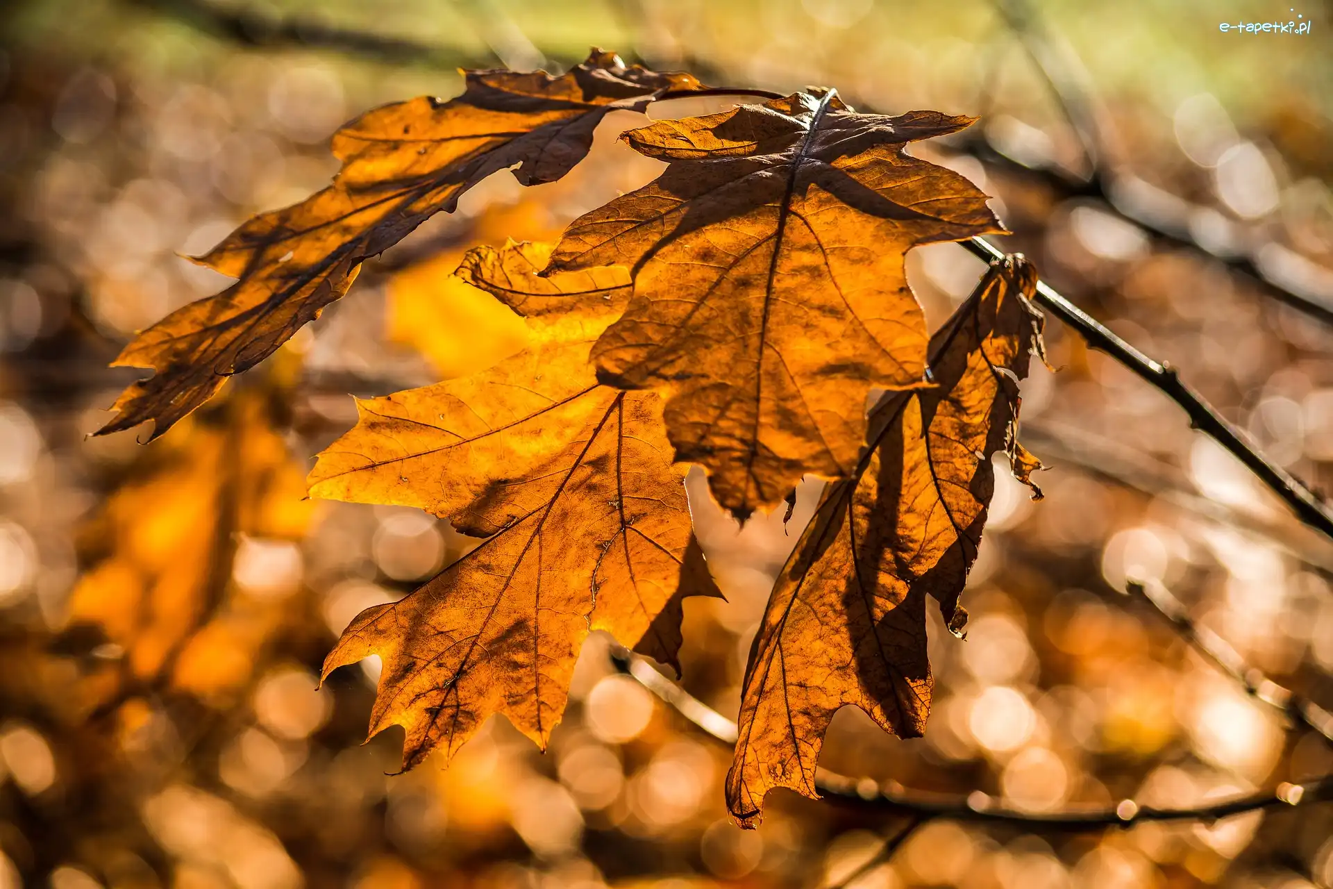 Bokeh, Gałązka, Liście