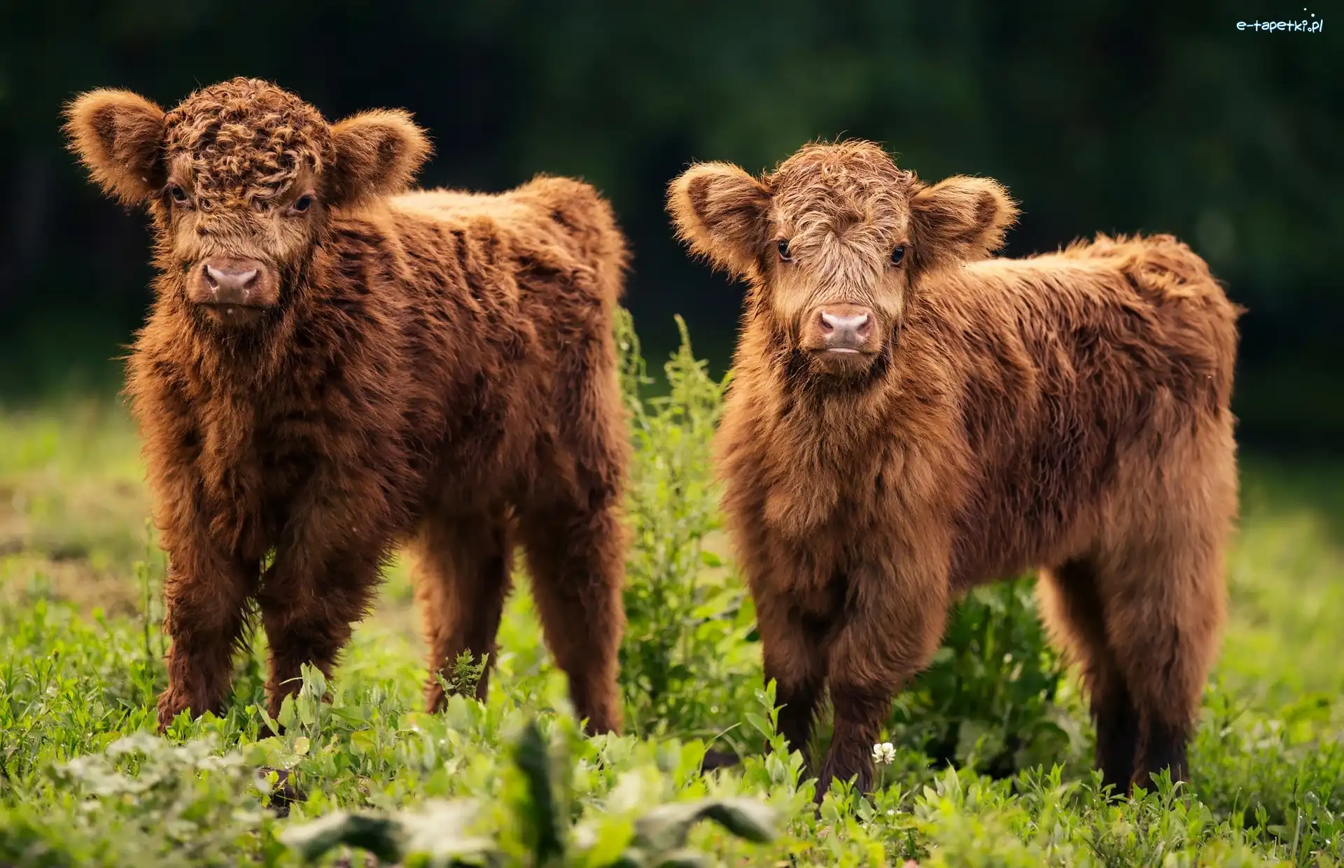 Dwie, Krówki, Młode, Highland cattle, Szkocka rasa wyżynna