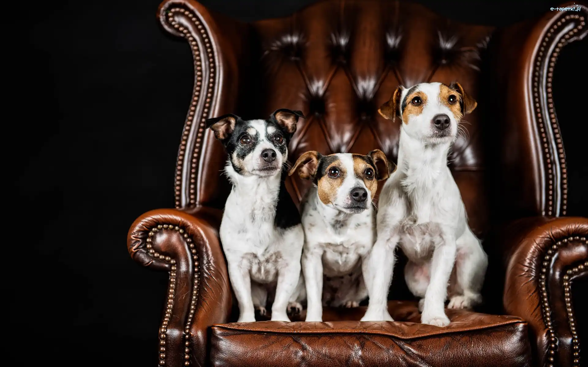 Psy, Fotel, Jack Russell terrier, Trzy