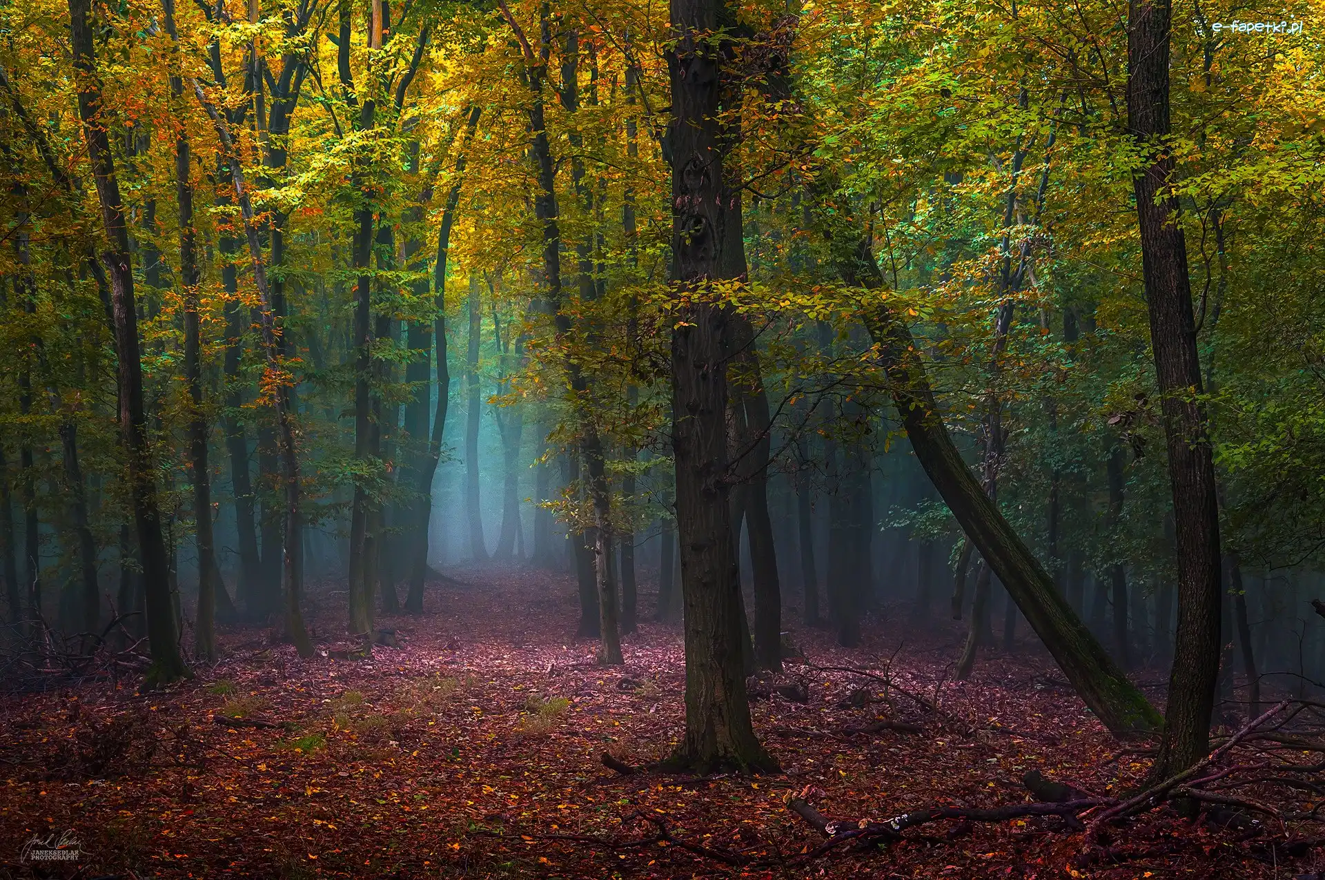 Jesień, Drzewa, Las, Mgła, Liście