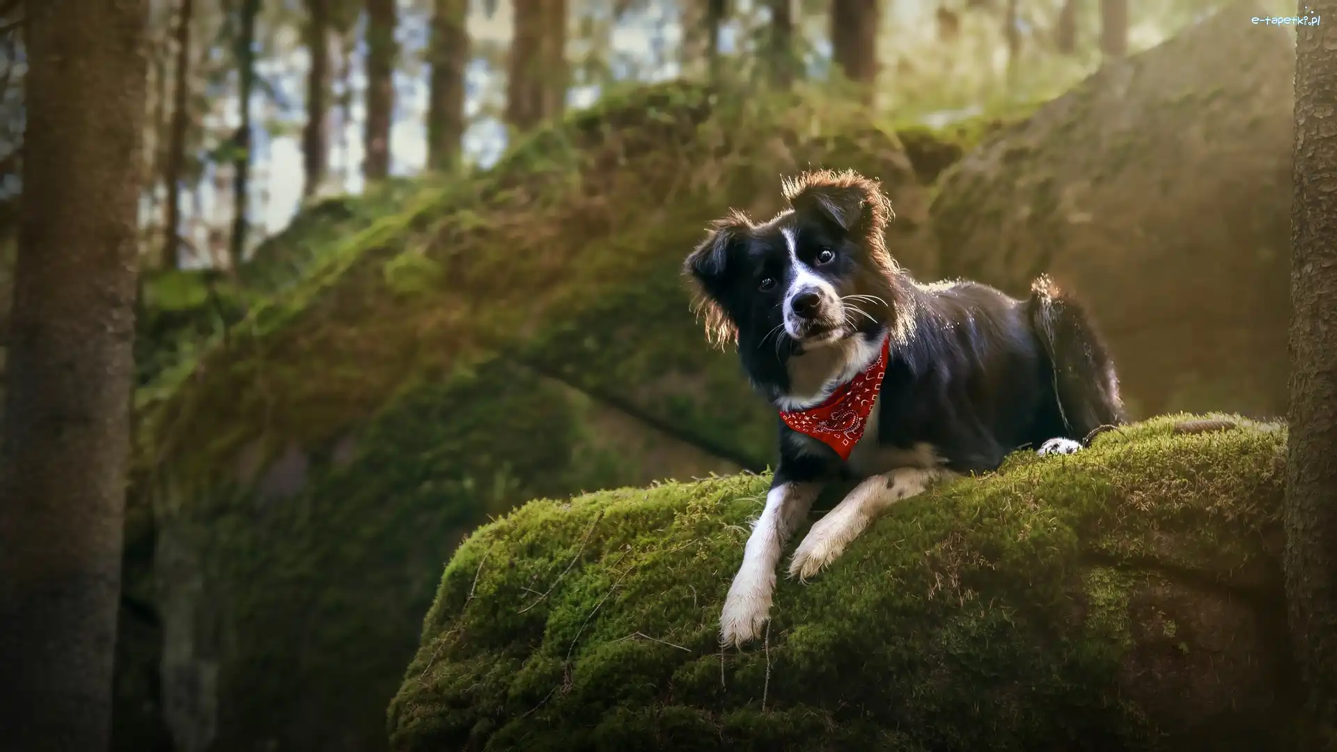 Pies, Chustka, Border collie, Skała, Omszała