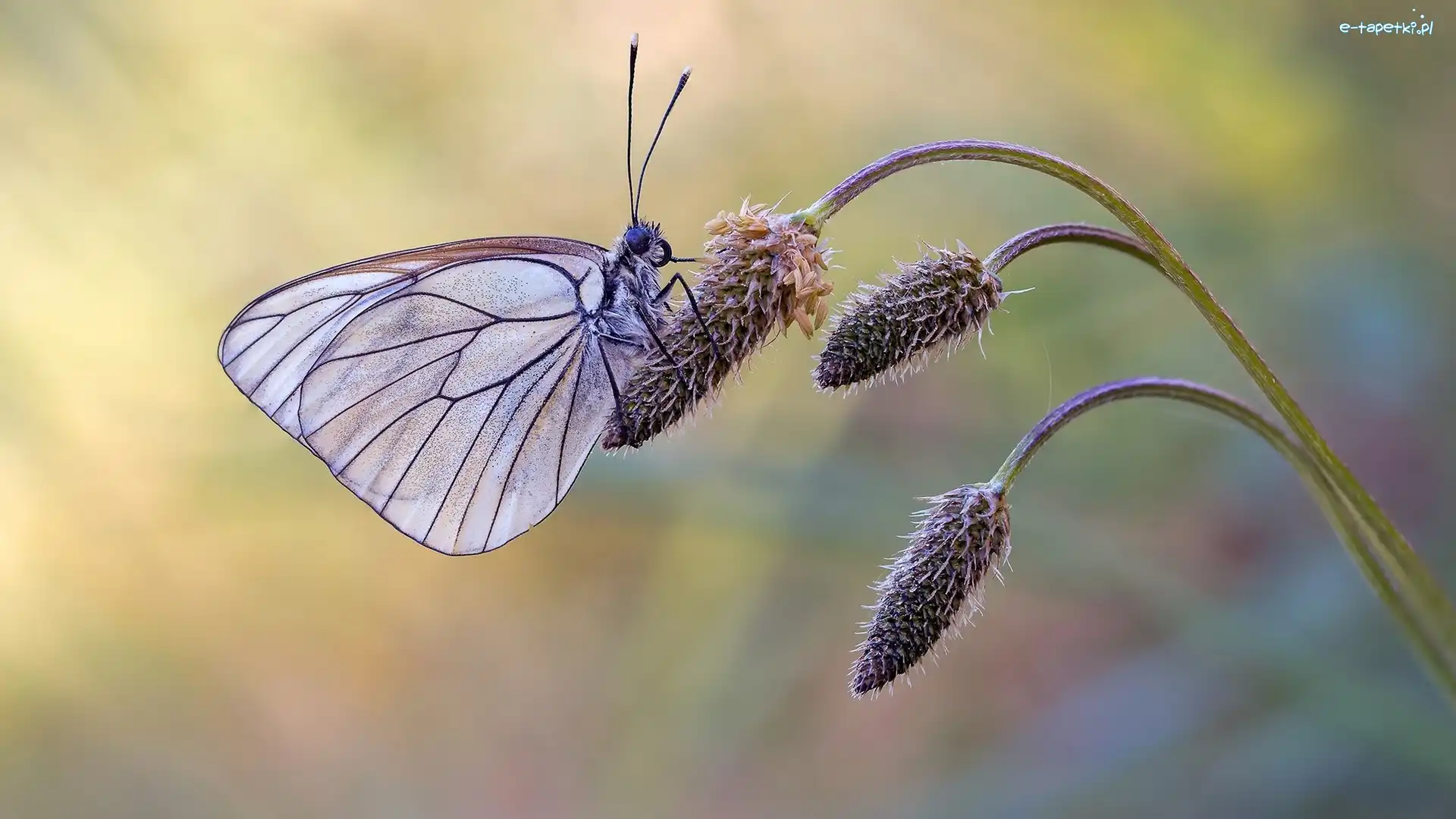 Roślina, Niestrzęp głogowiec, Motyl