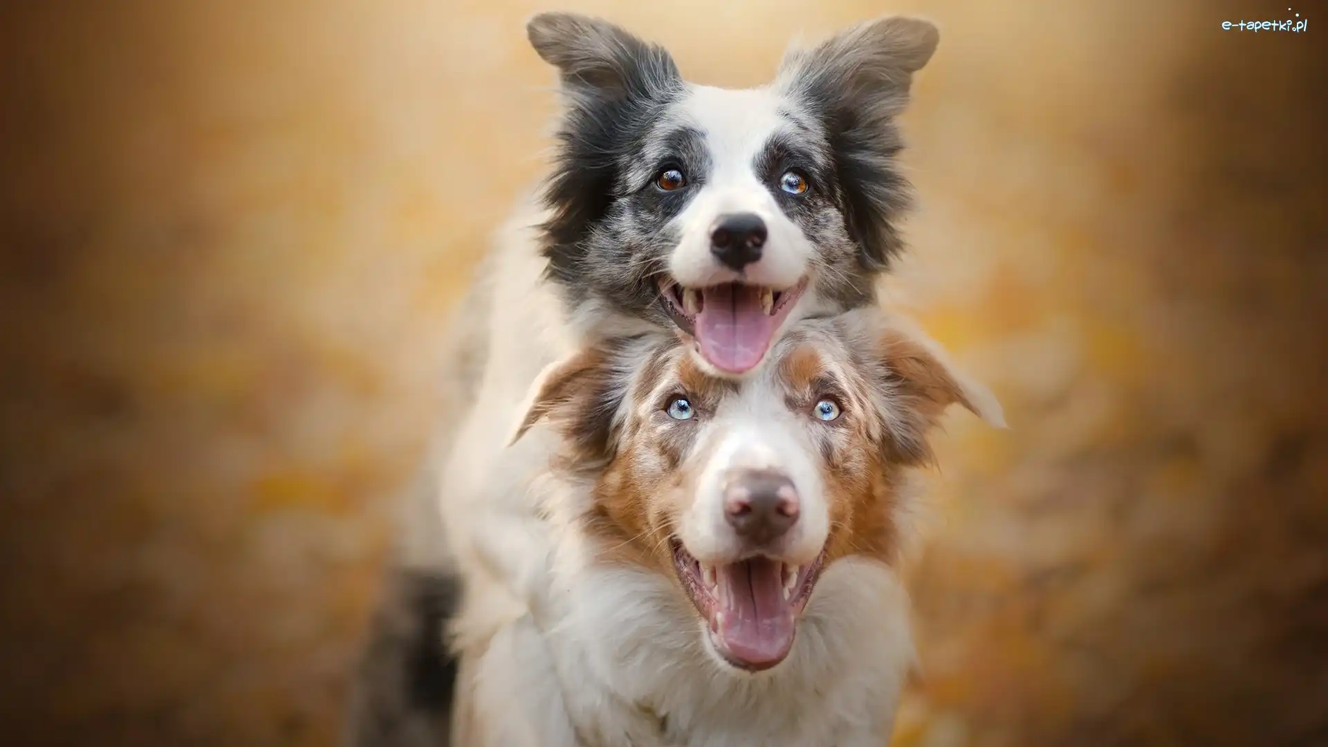 Owczarek australijski, Border collie, Psy