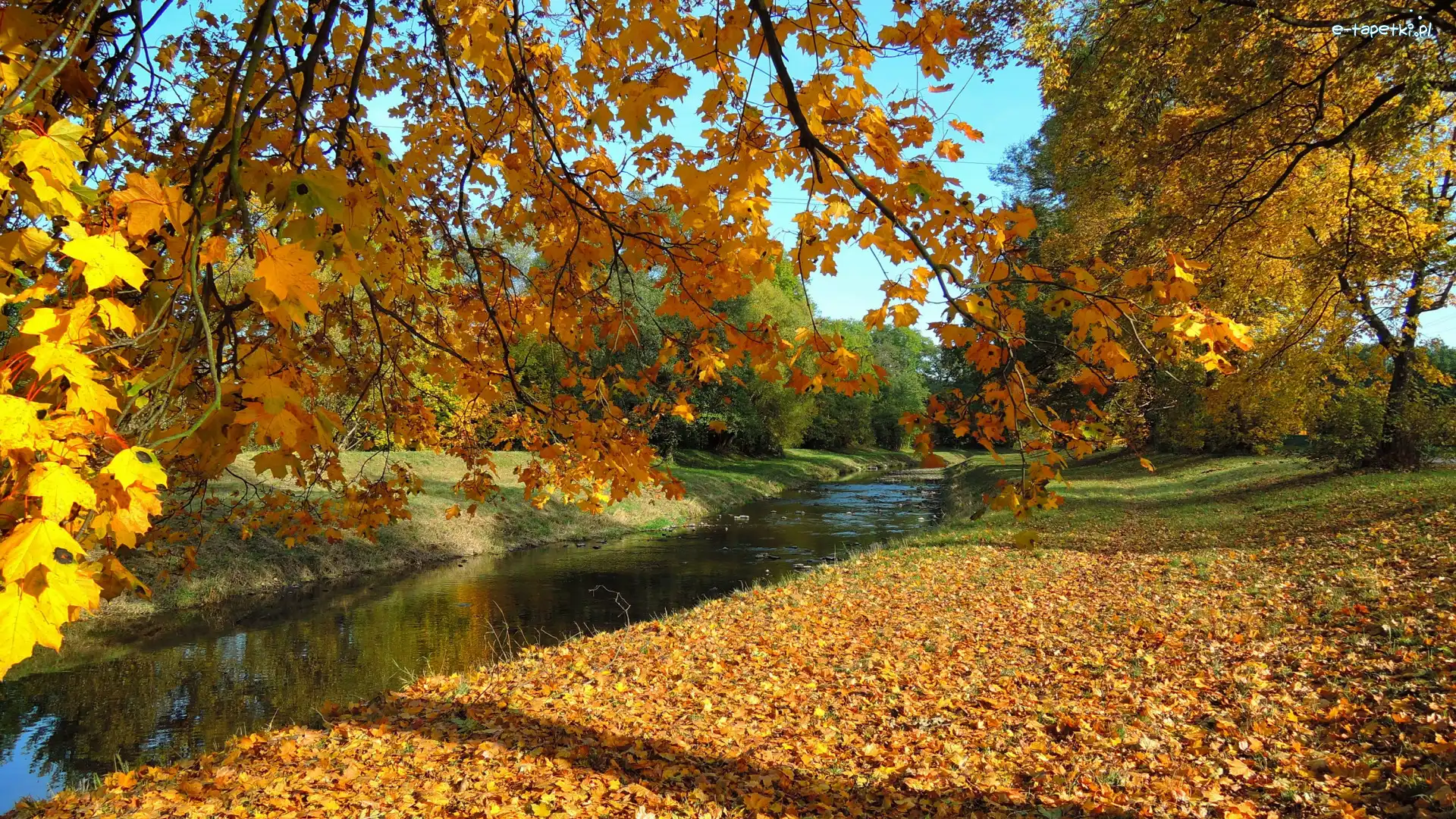 Liście, Jesień, Park, Kostelec Nad Orlici, Czechy, Gałęzie, Rzeka
