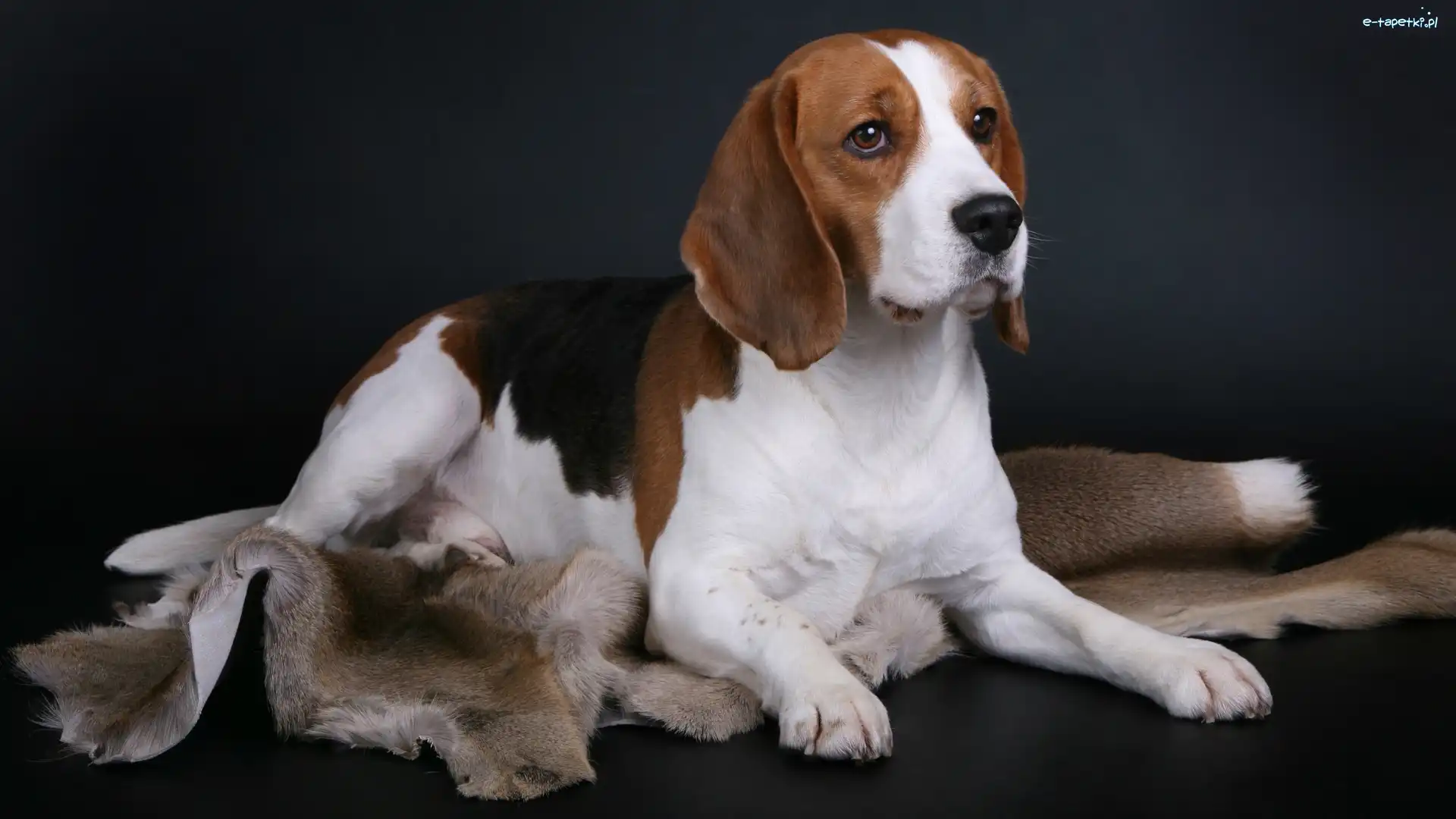 Beagle, Pies, Łaciaty