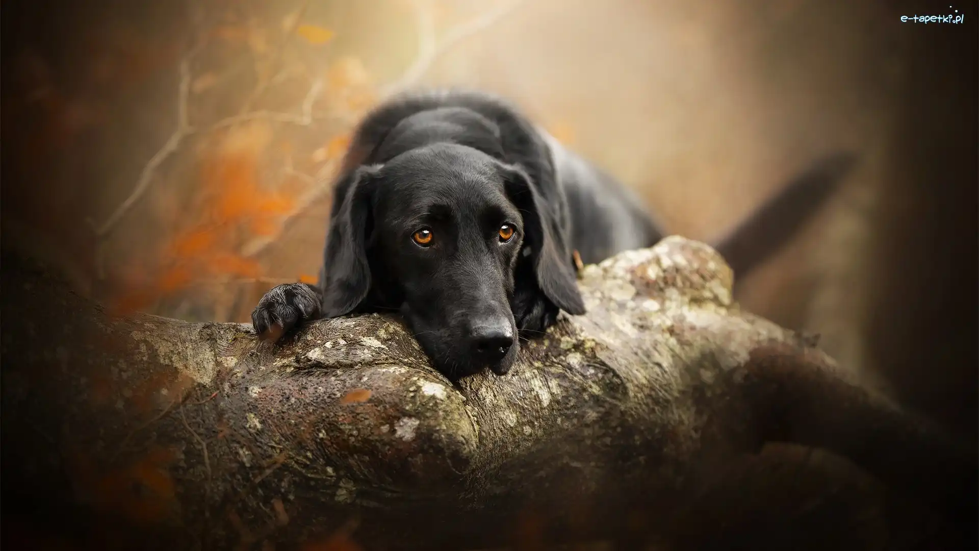 Labrador retriever, Drzewo, Mordka, Pies