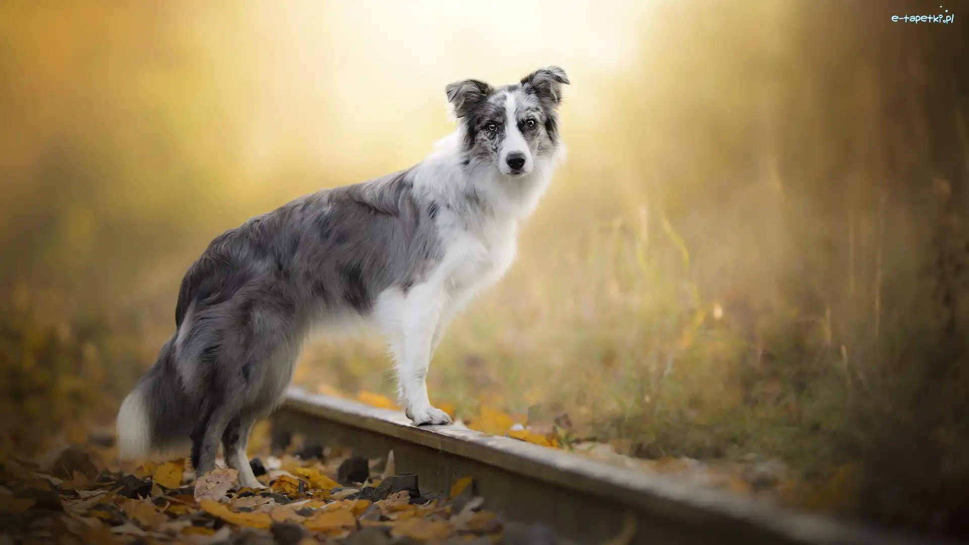 Tory, Pies, Border collie