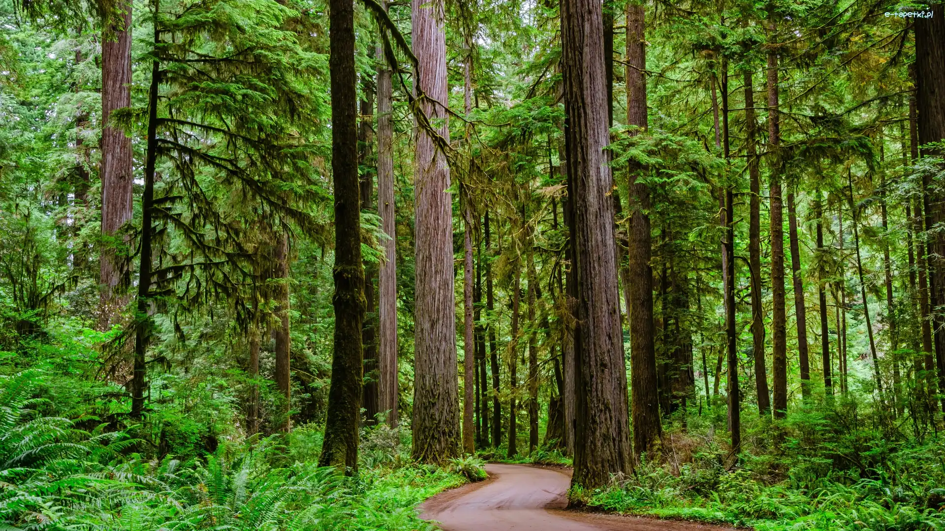 Sekwoje, Crescent City, Park stanowy Jedediah Smith Redwoods State Park, Kalifornia, Stany Zjednoczone, Drzewa, Droga