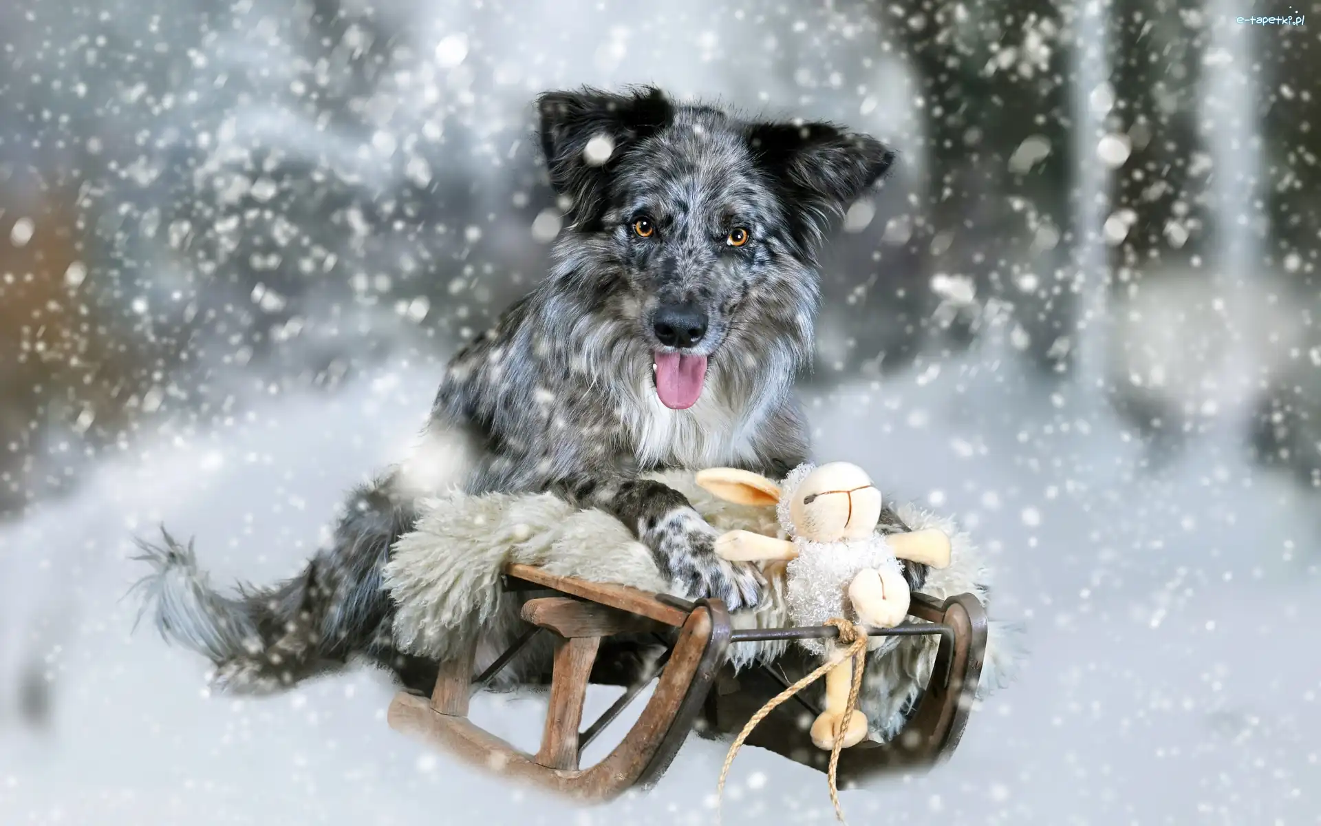Sanki, Umaszczenie blue merle, Zima, Border collie, Pies, Zabawka, Śnieg