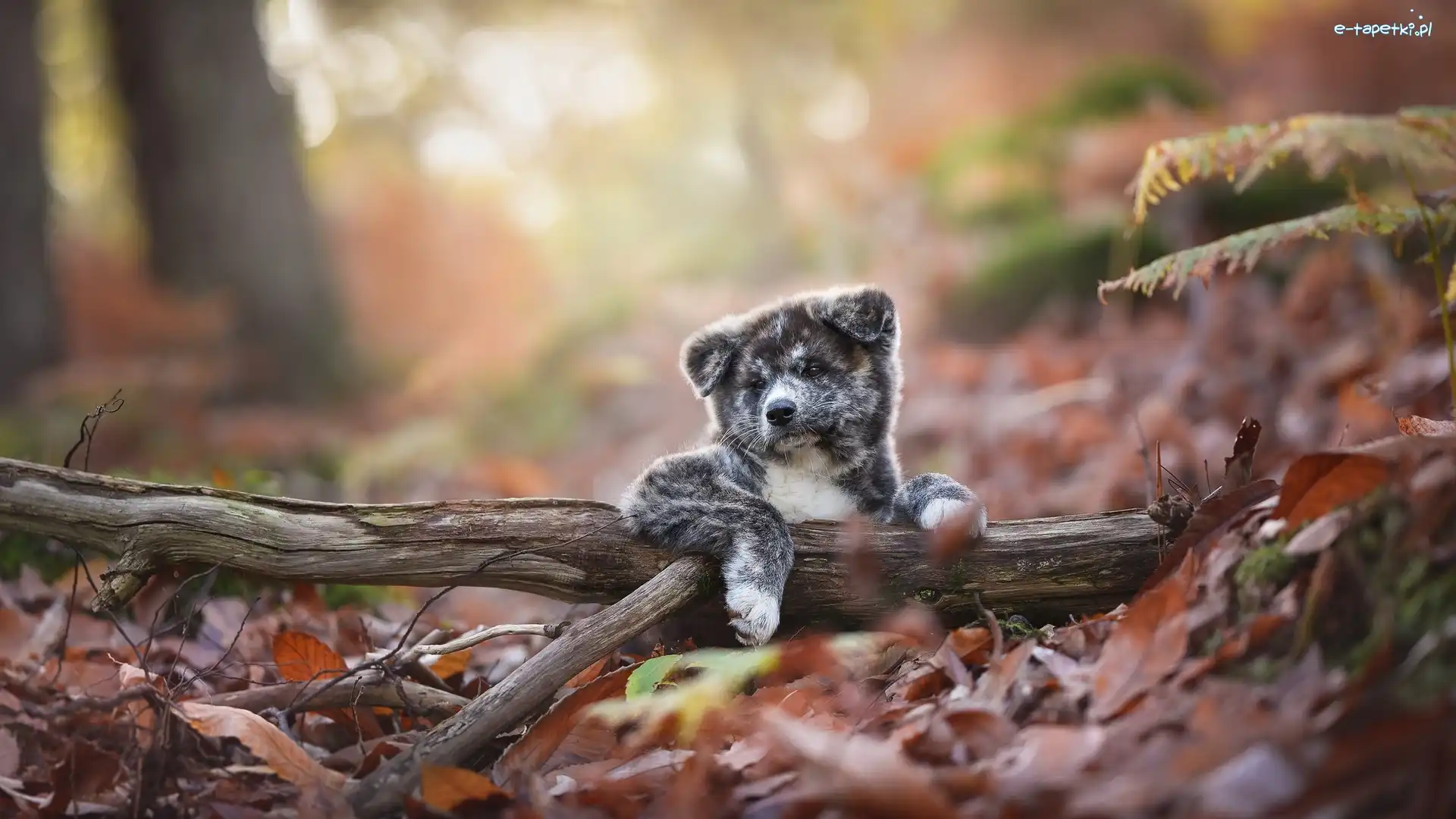 Pies, Akita inu, Szczeniak, Liście, Konar