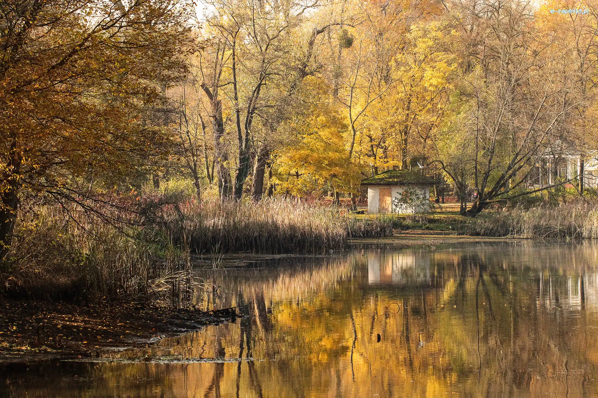 Park Sołacki, Jesień, Staw, Poznań