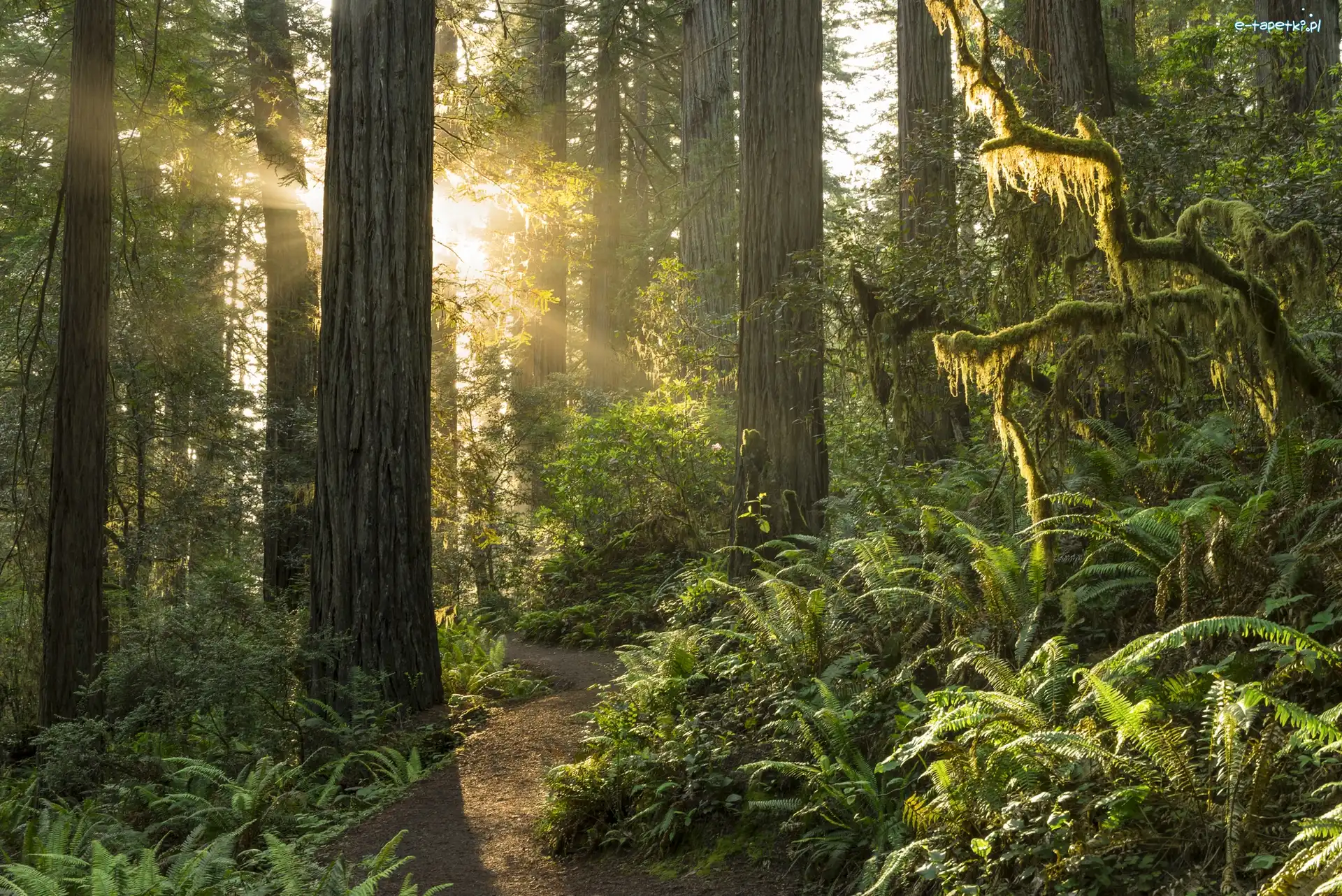Przebijające światło, Park Narodowy Redwood, Las, Stan Kalifornia, Stany Zjednoczone, Paprocie, Drzewa