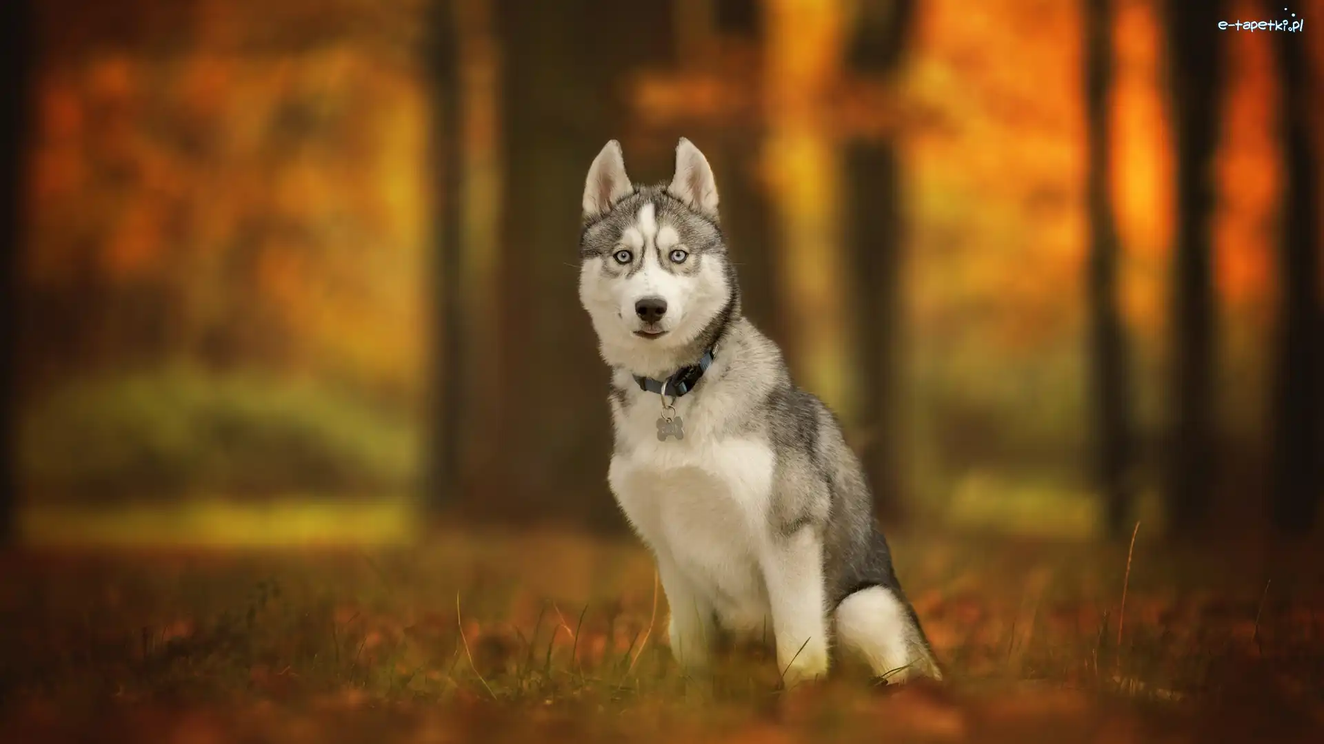 Siberian husky, Polana, Leśna, Pies