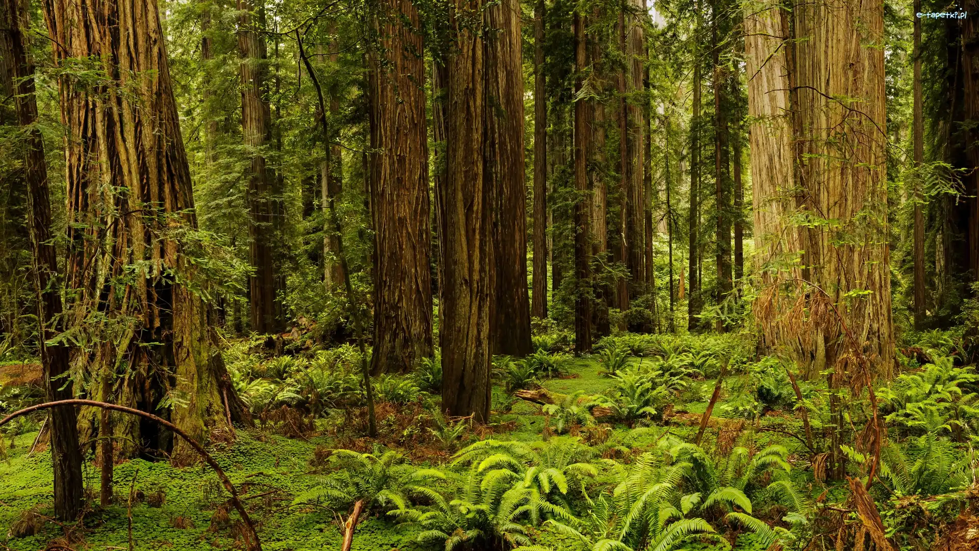 Sekwoje, Park Narodowy Redwood, Drzewa, Paprocie, Stan Kalifornia, Stany Zjednoczone