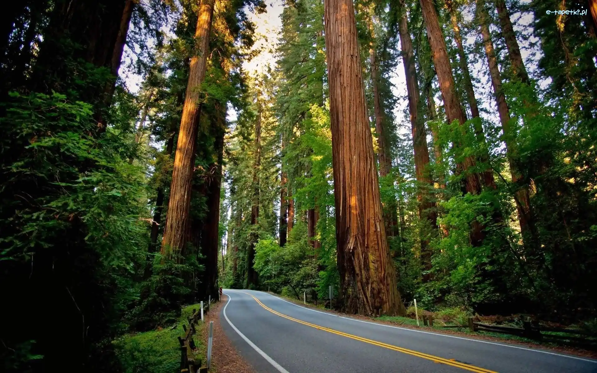 Stany Zjednoczone, Las, Kalifornia, Park Narodowy Redwood, Droga