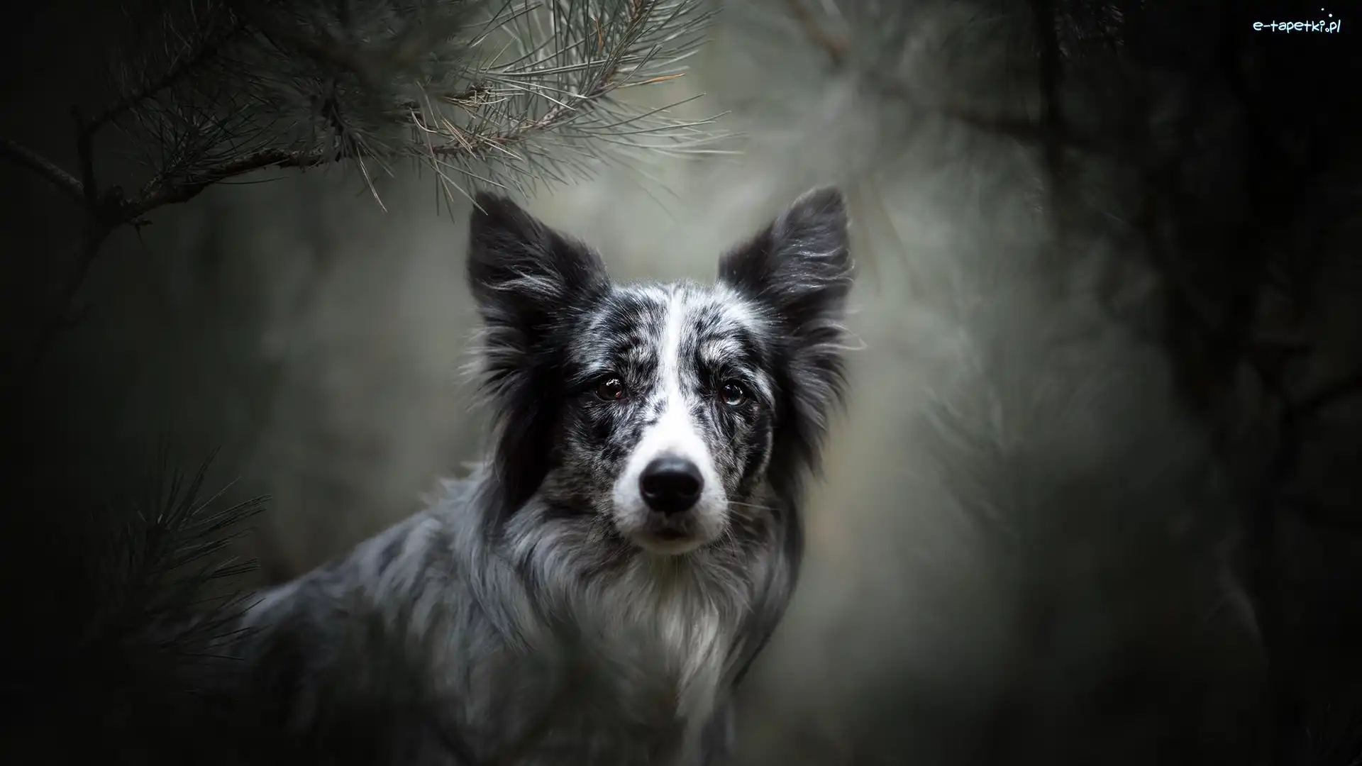 Rozmyte, Mordka, Gałązki, Tło, Border collie, Pies