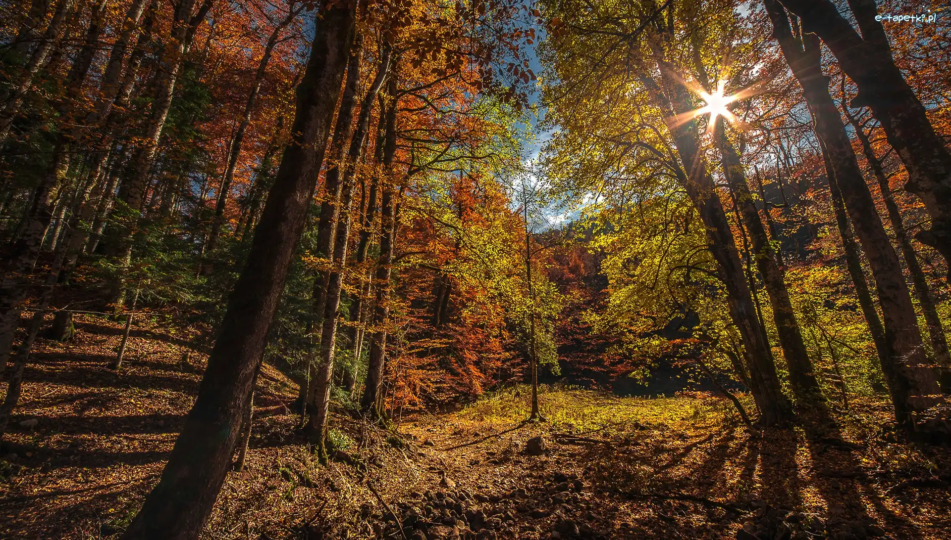 Jesień, Las, Drzewa, Promienie słońca, Park Narodowy Biogradska Gora, Czarnogóra