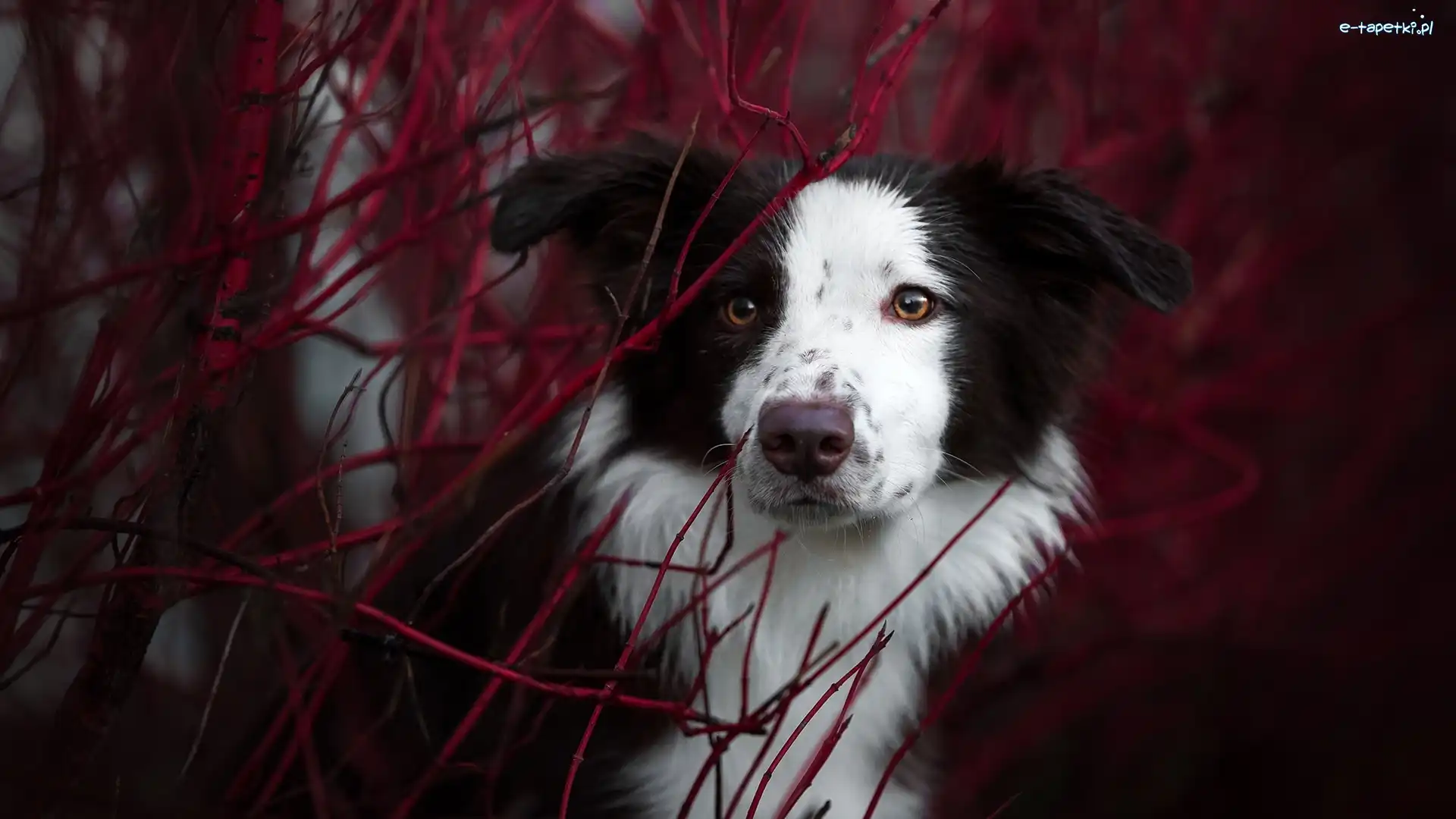 Border collie, Gałązki, Mordka, Pies