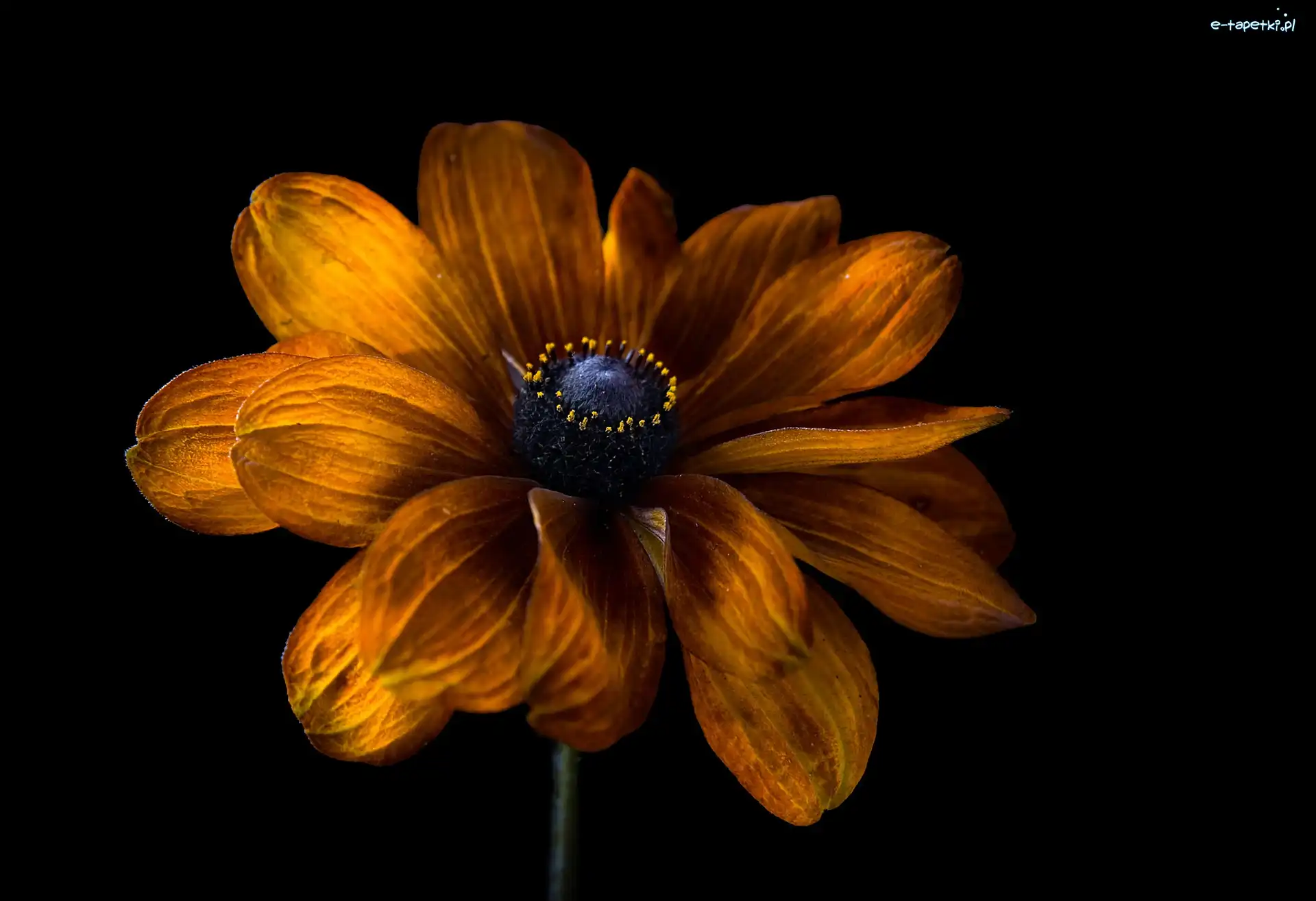 Zbliżenie, Rudbekia, Kwiat