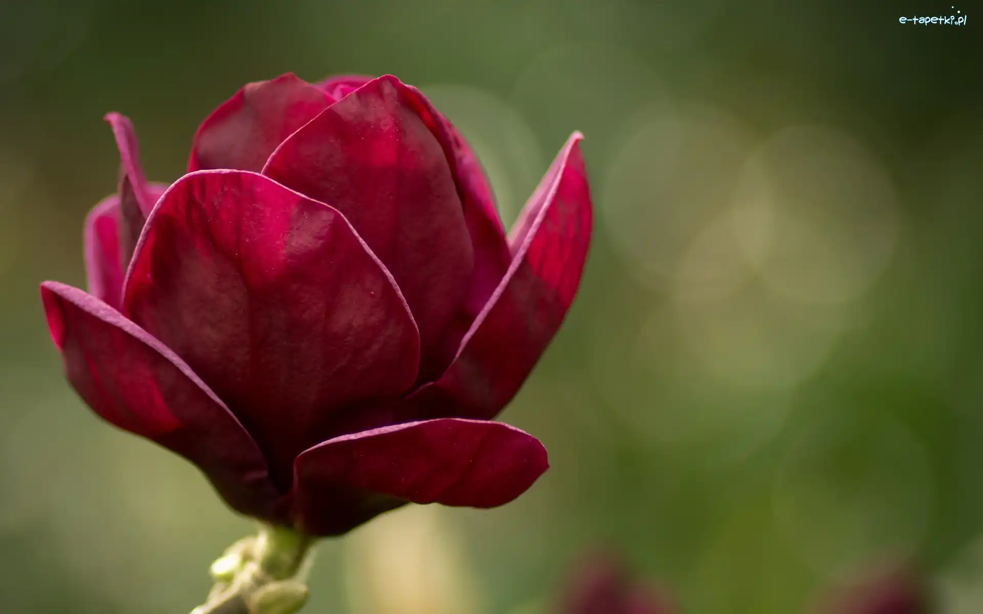 Magnolia, Kwiat