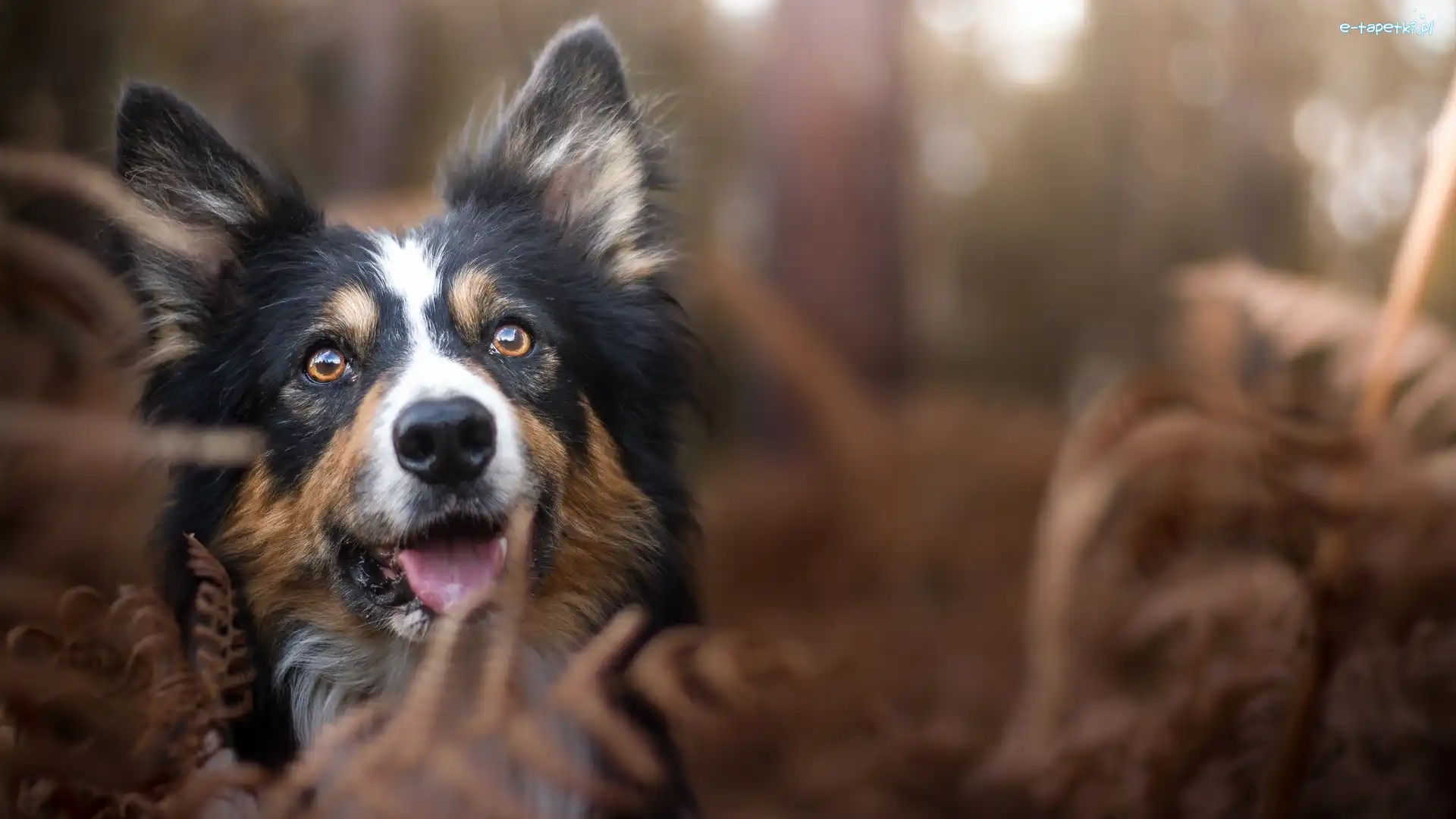 Border collie, Rozmyte tło, Rośliny, Pies