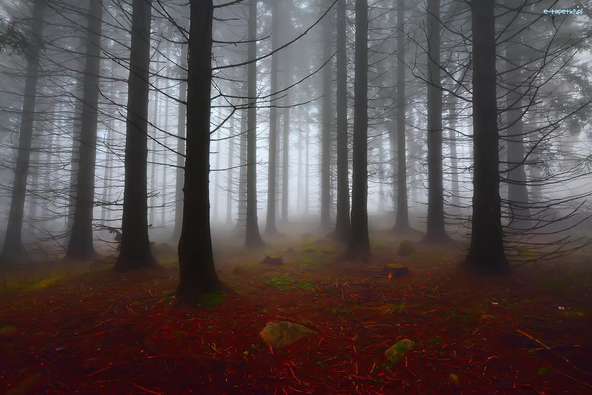 Góry Witosza, Mgła, Las, Bułgaria