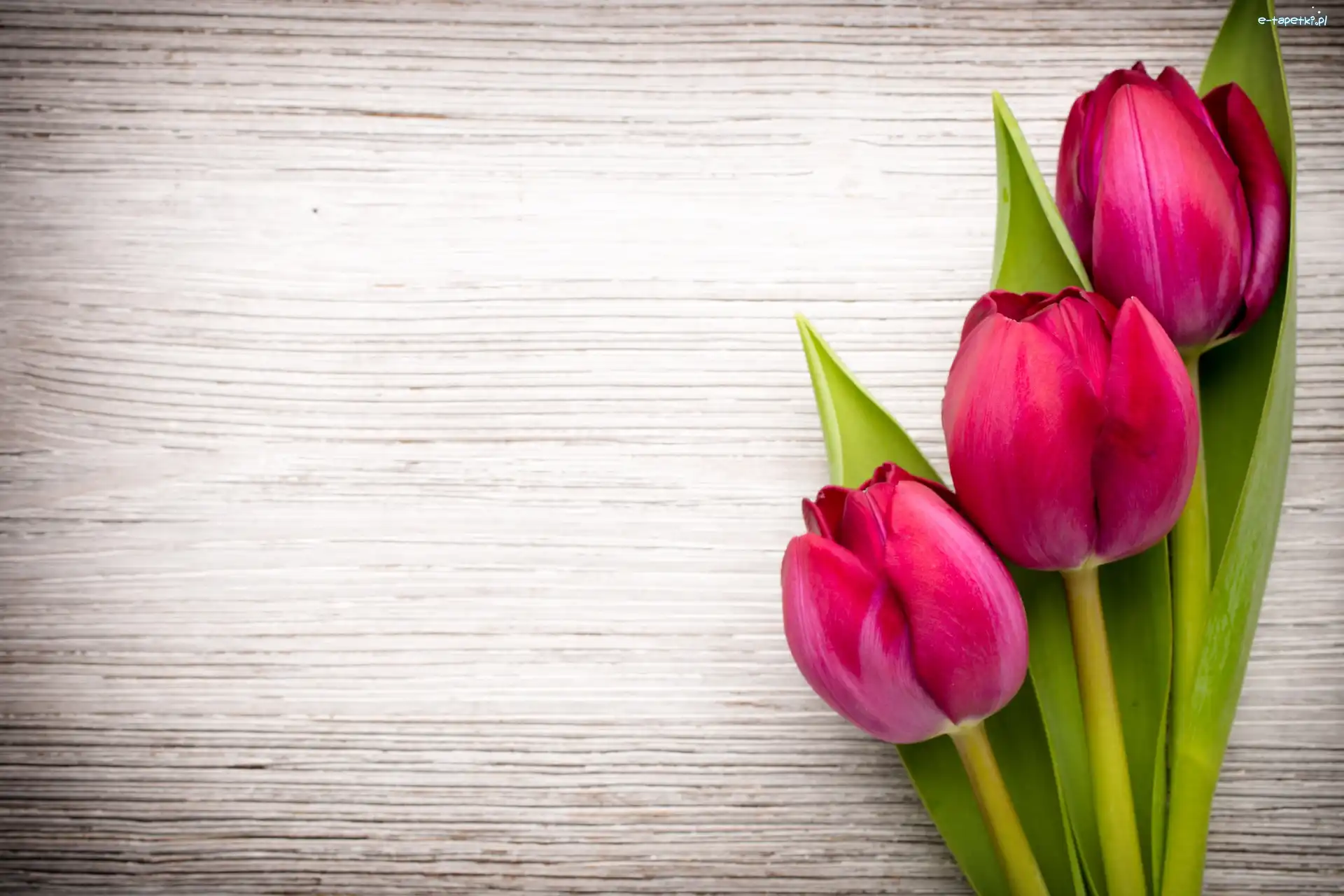 Tulipany, Trzy, Kwiaty