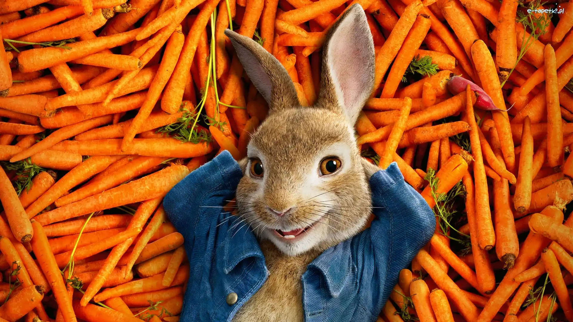 Film, Peter Rabbit, Piotruś Królik, Królik, Marchewki