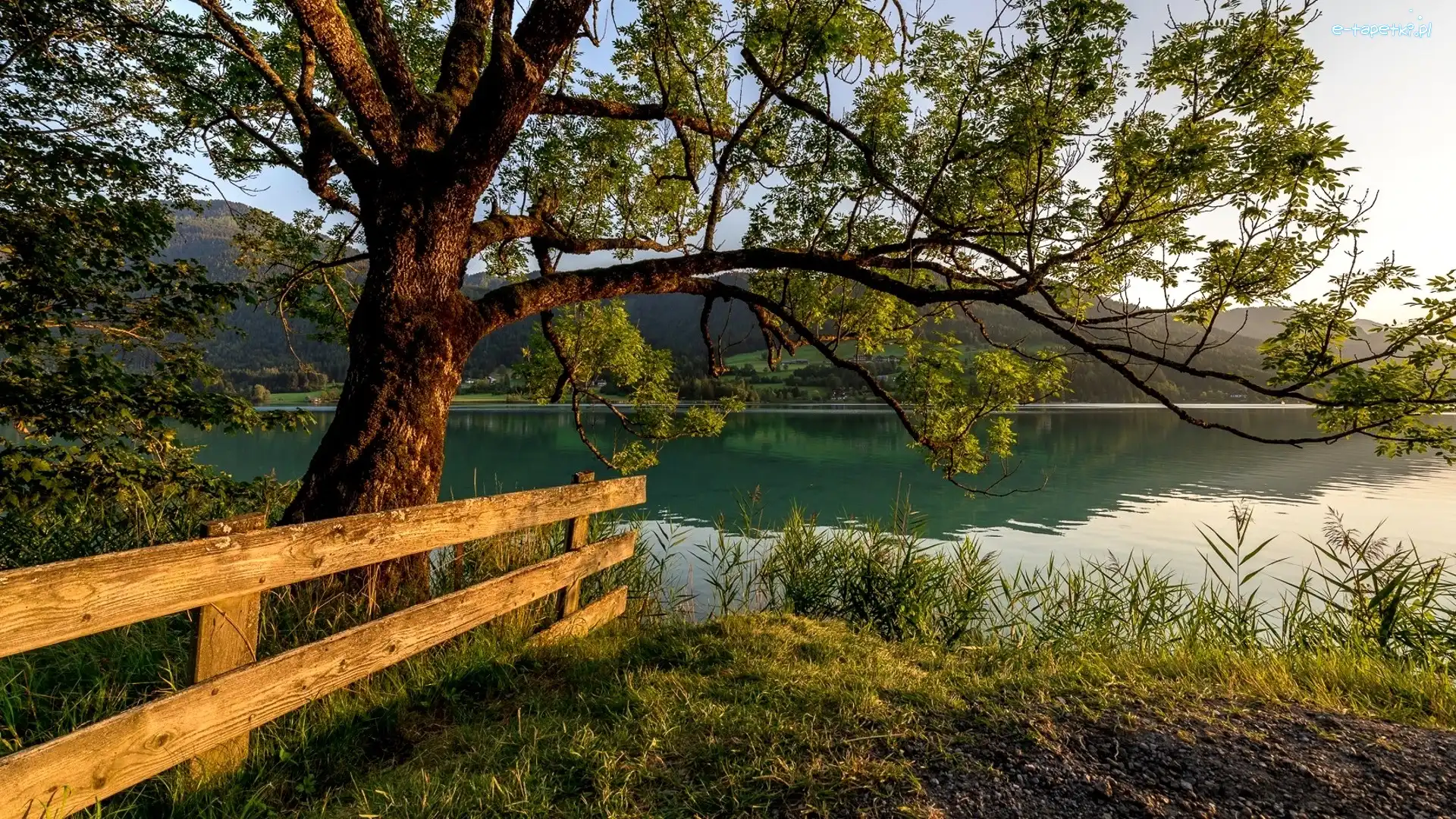 Drzewo, Gmina Weißensee, Jezioro Weißensee, Ogrodzenie, Karyntia, Austria