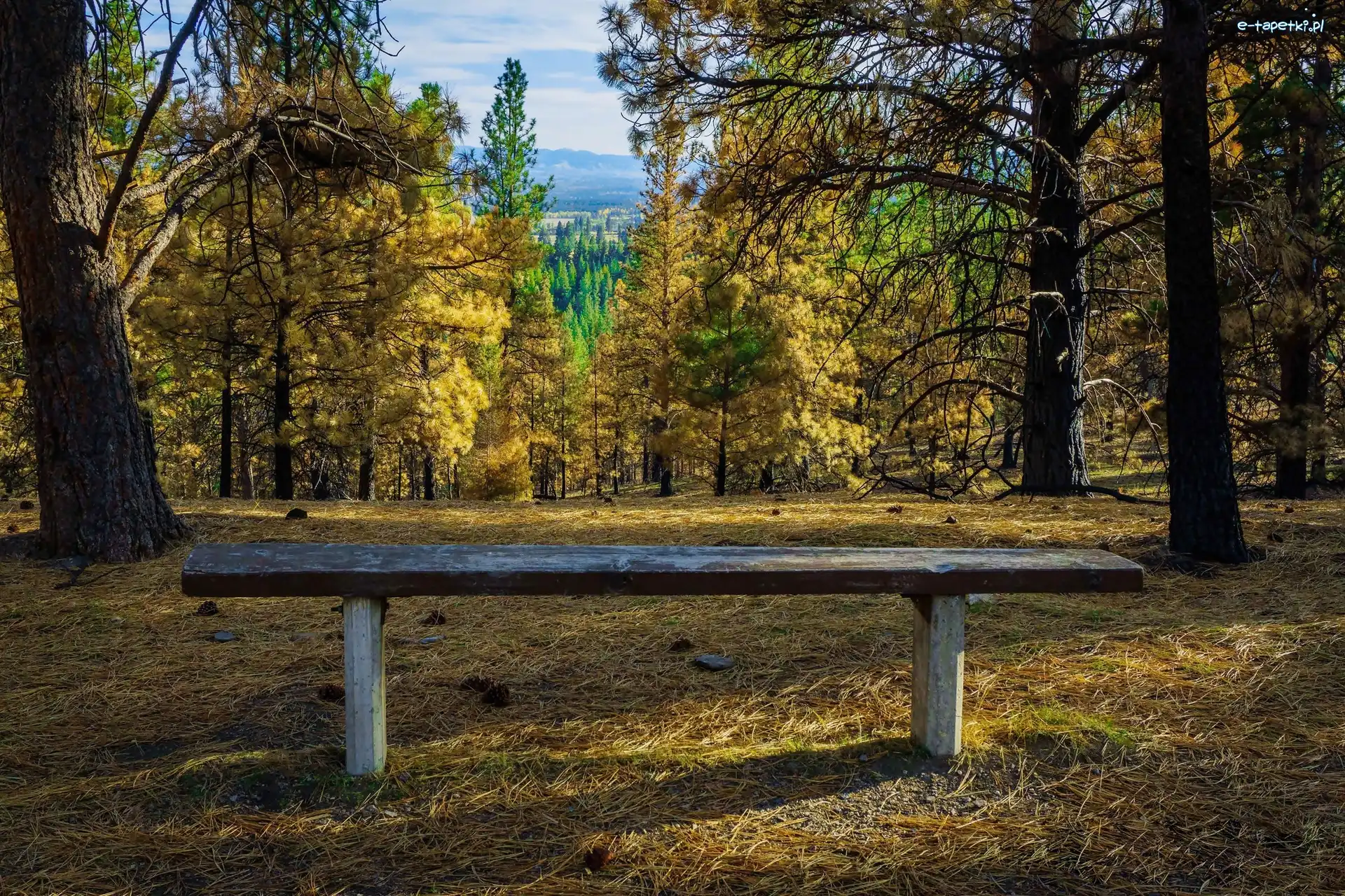 Ławka, Las Bitterroot National Forest, Szlak Bass Creek Trail, Drzewa, Stan Montana, Stany Zjednoczone