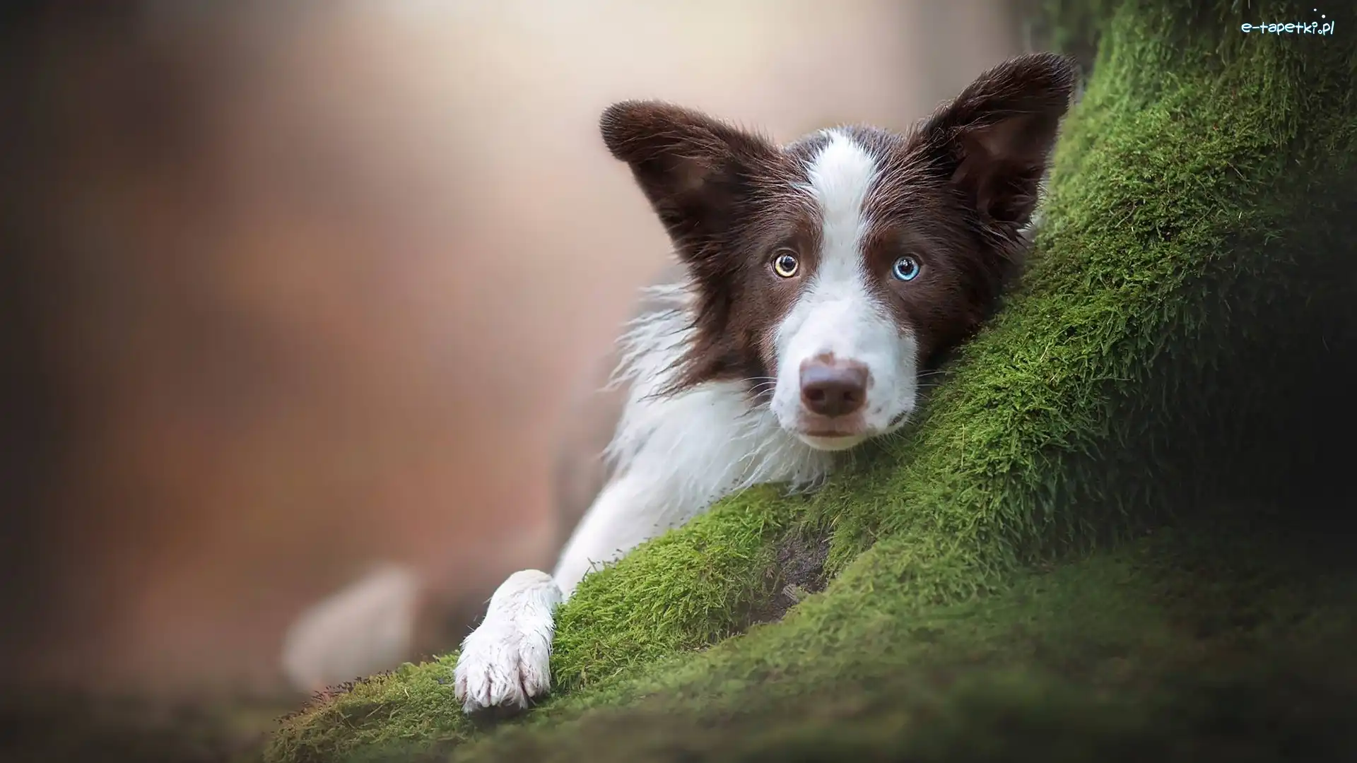 Pies, Border collie, Mordka, Mech, Drzewo