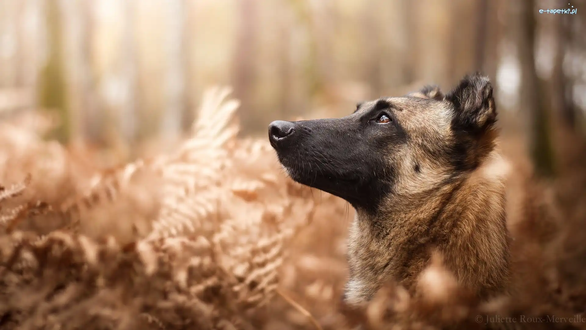 Rośliny, Owczarek belgijski malinois, Pies