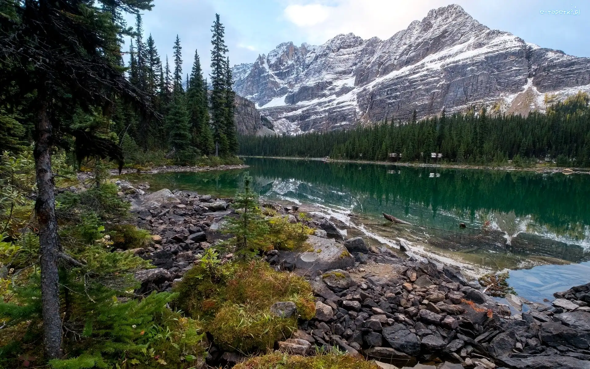 Świerki, Park Narodowy Yoho, Góry Canadian Rockies, Kolumbia Brytyjska, Kanada, Kamienie, Jezioro O’Hara