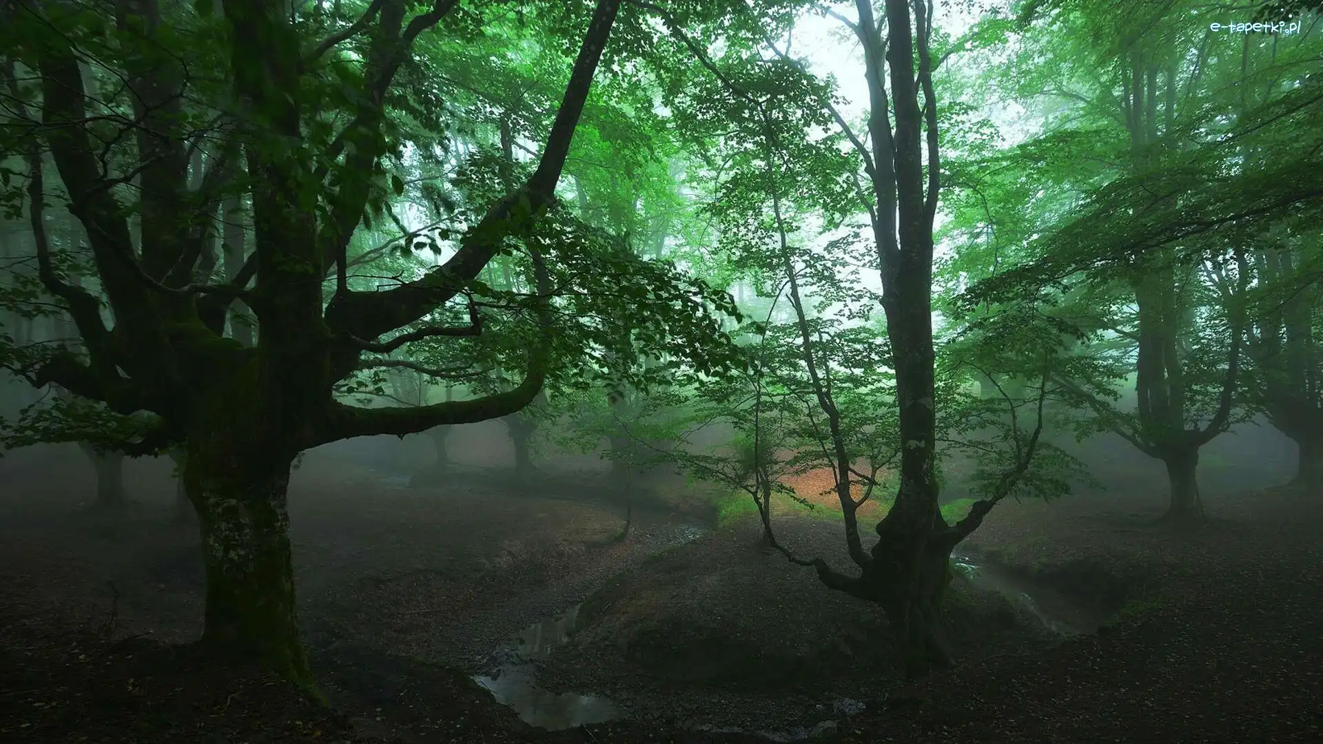 Drzewa, Park Narodowy Gorbea, Las, Mgła, Kraj Basków, Hiszpania