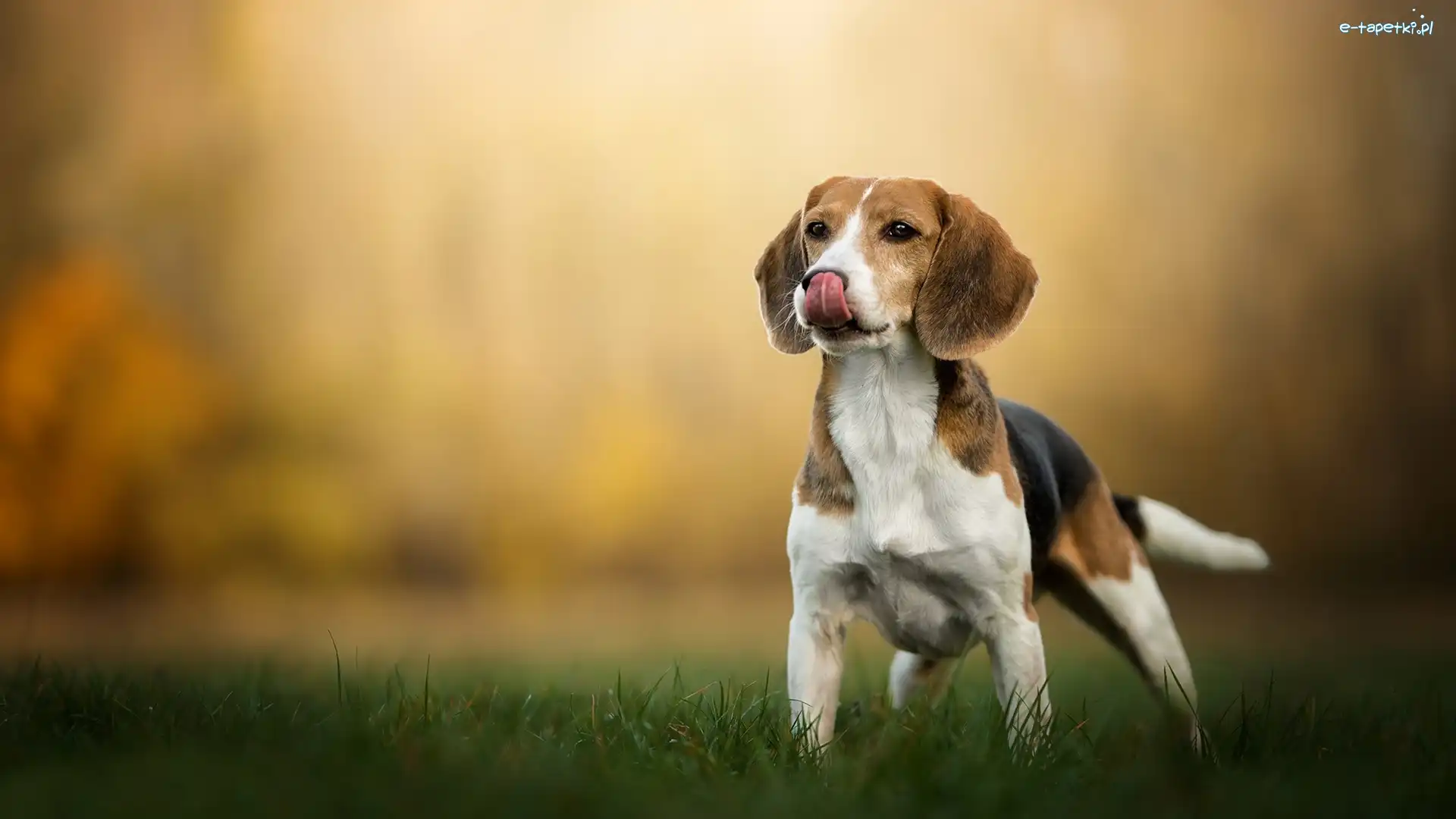 Beagle, Trawa, Łąka, Pies