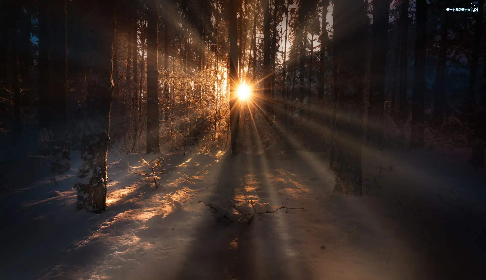 Przebijające światło, Śnieg, Zima, Las