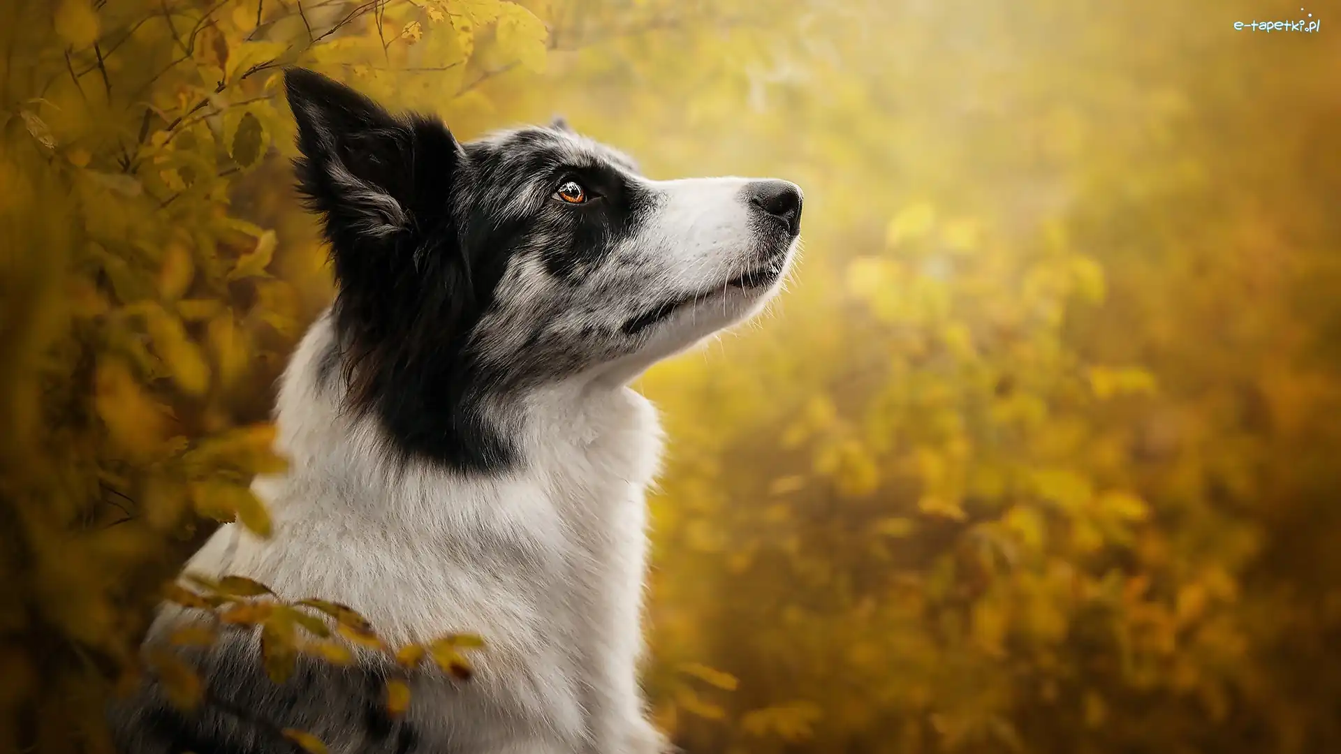 Pies, Mordka, Border collie, Liście, Profil