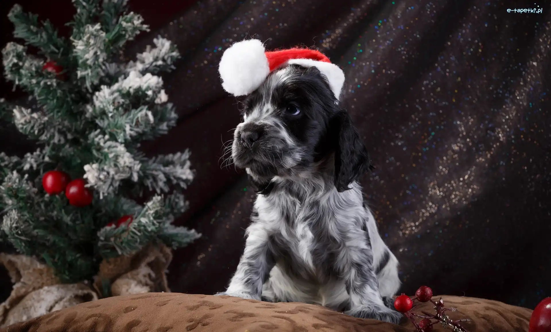 Mikołaja, Springer spaniel angielski, Czapka, Choinka, Szczeniak, Pies