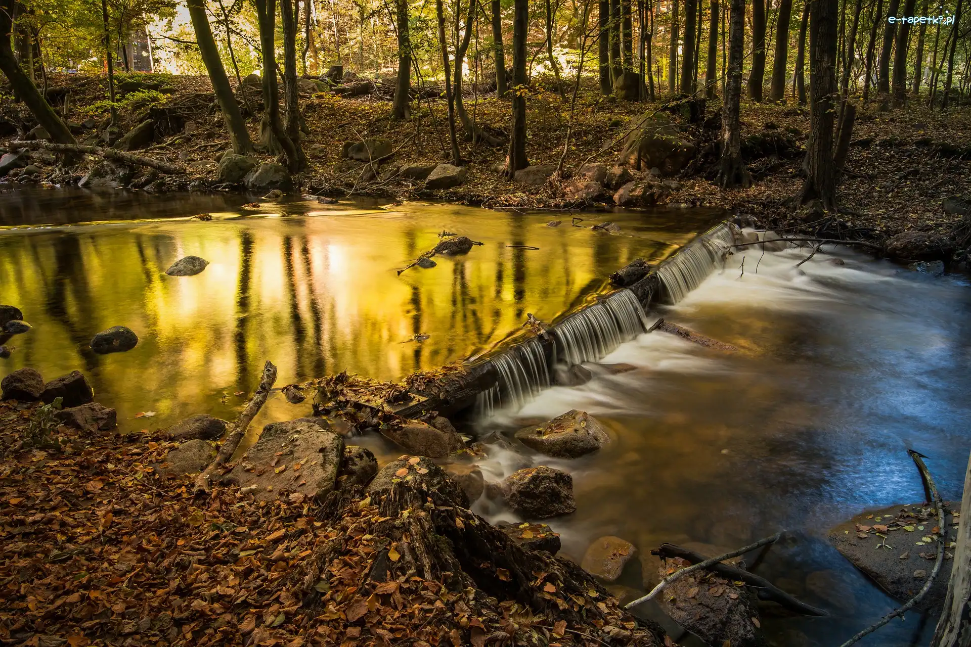 Rzeka Ilse, Saksonia-Anhalt, Kamienie, Drzewa, Powiat Harz, Jesień, Las, Niemcy