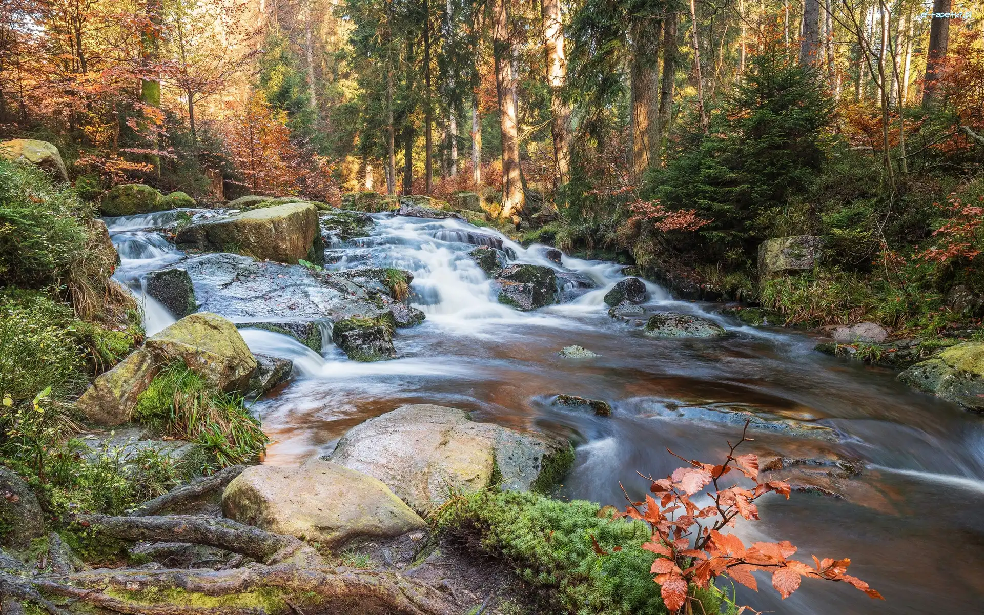 Rzeka Selke, Saksonia-Anhalt, Jesień, Kamienie, Góry Harz, Wodospad Selkefall, Las, Niemcy