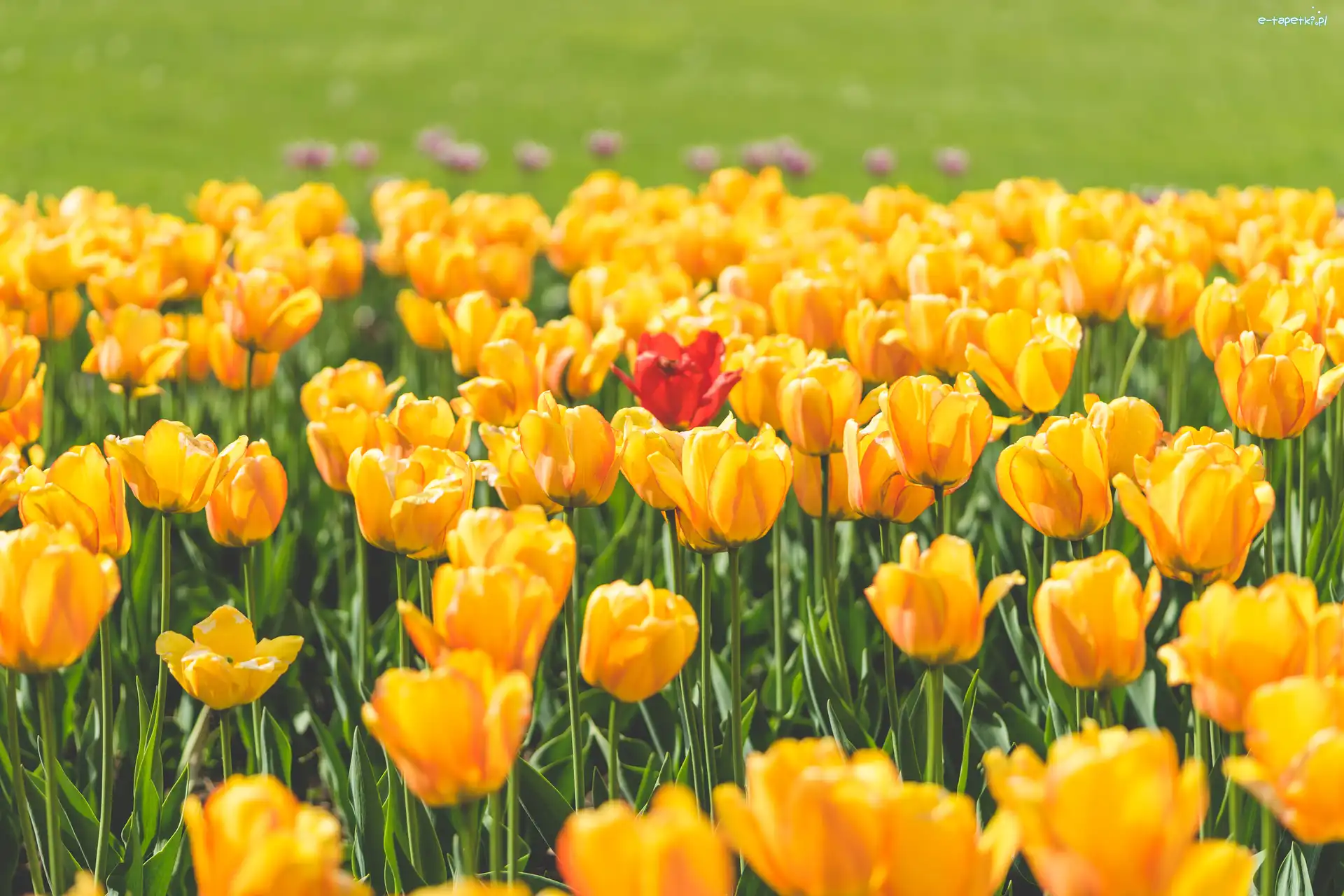 Tulipany, Czerwony, Żółte, Kwiaty