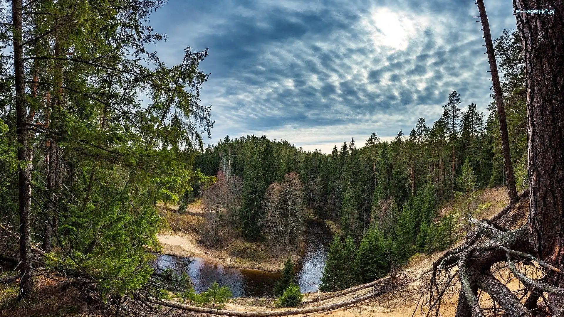 Rzeka Ūla, Korzenie, Drzewa, Litwa