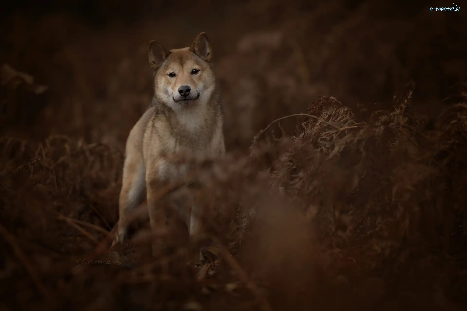 Zarośla, Shiba inu, Pies