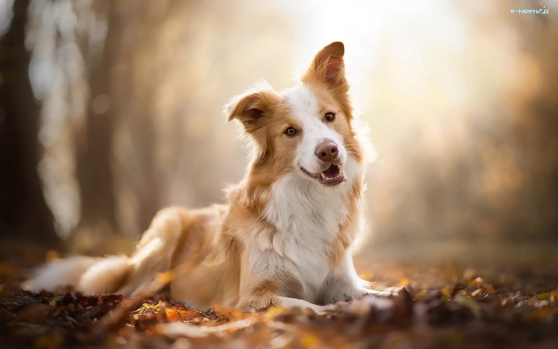 Biszkoptowo-biały, Border collie, Pies