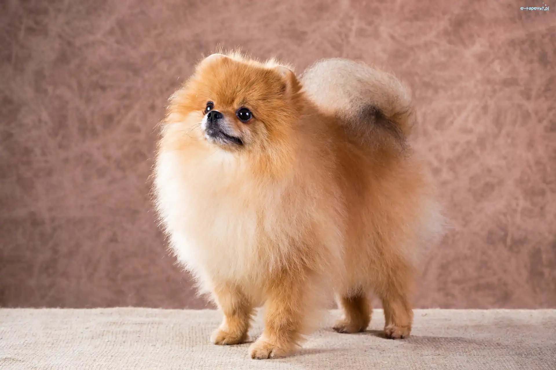 Puszysty, Pomeranian, Szpic miniaturowy
