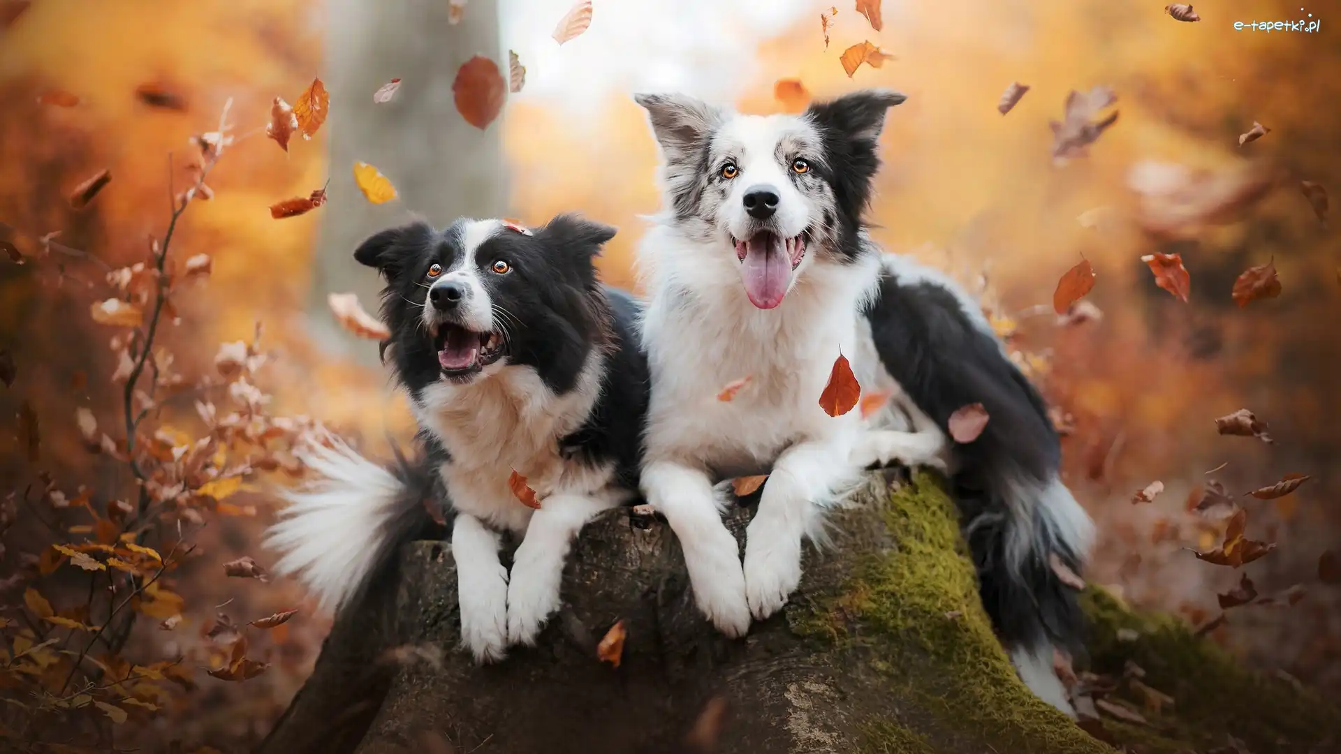 Border collie, Liście, Pień, Psy