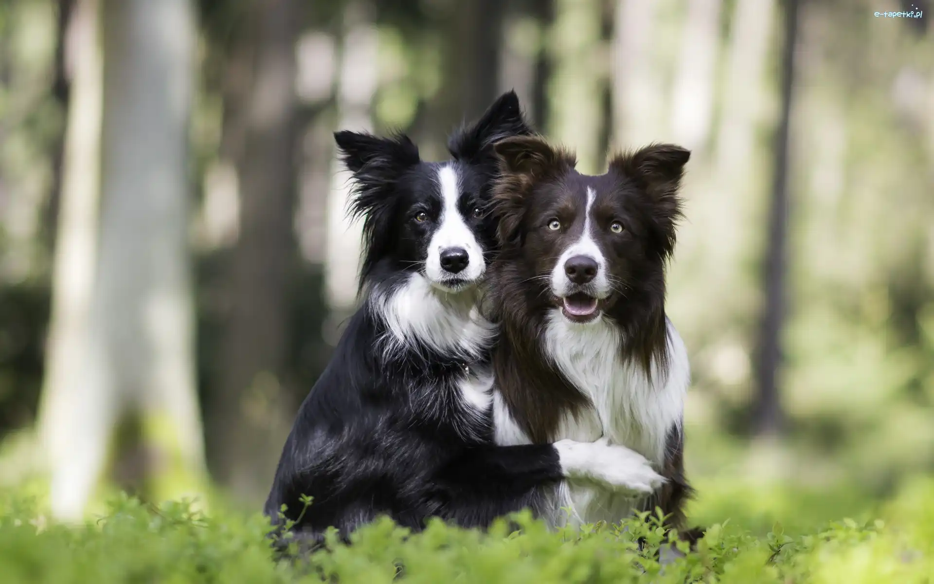 Psy, Las, Border collie, Dwa