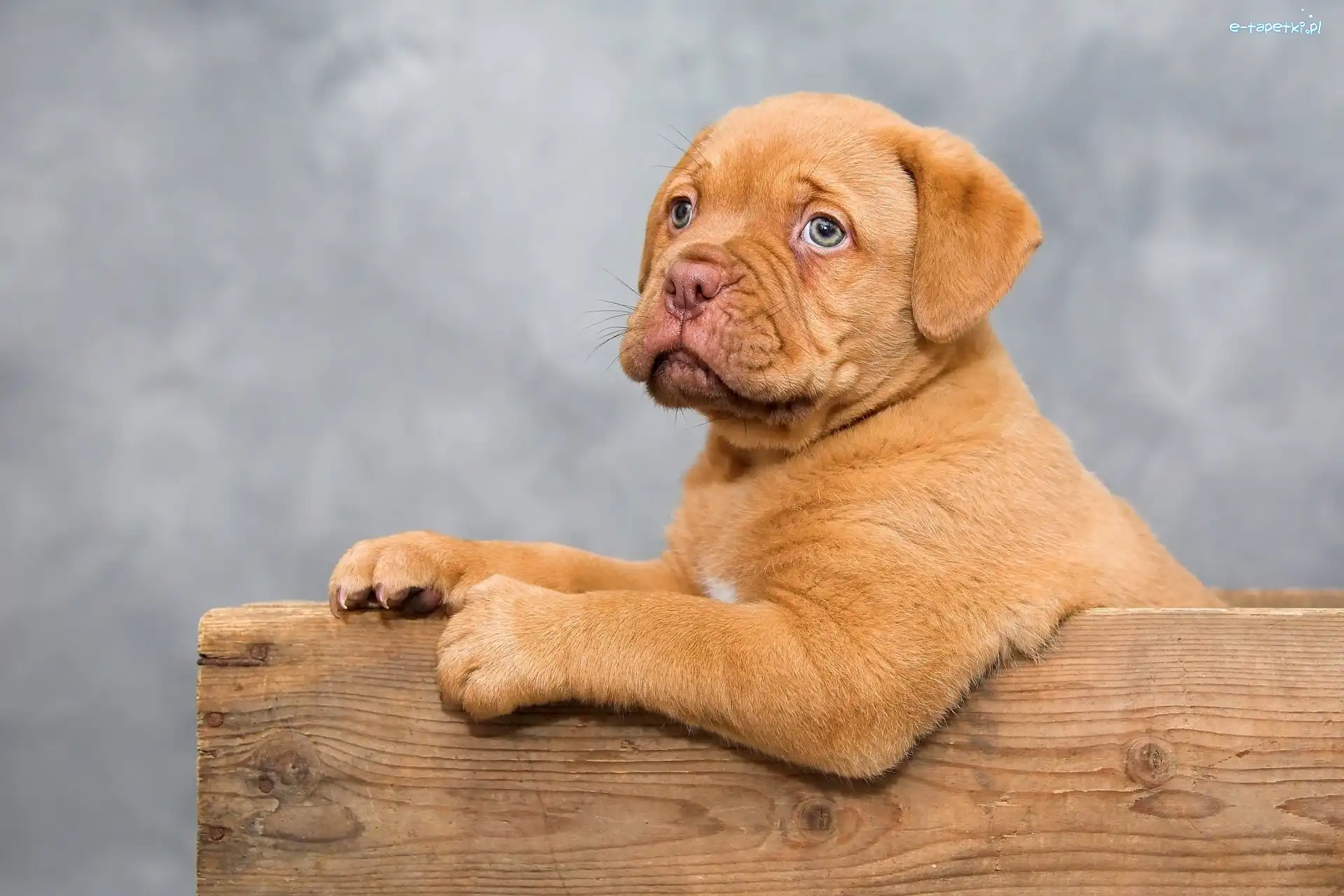 Dog de Bordeaux, Szczeniak, Pies
